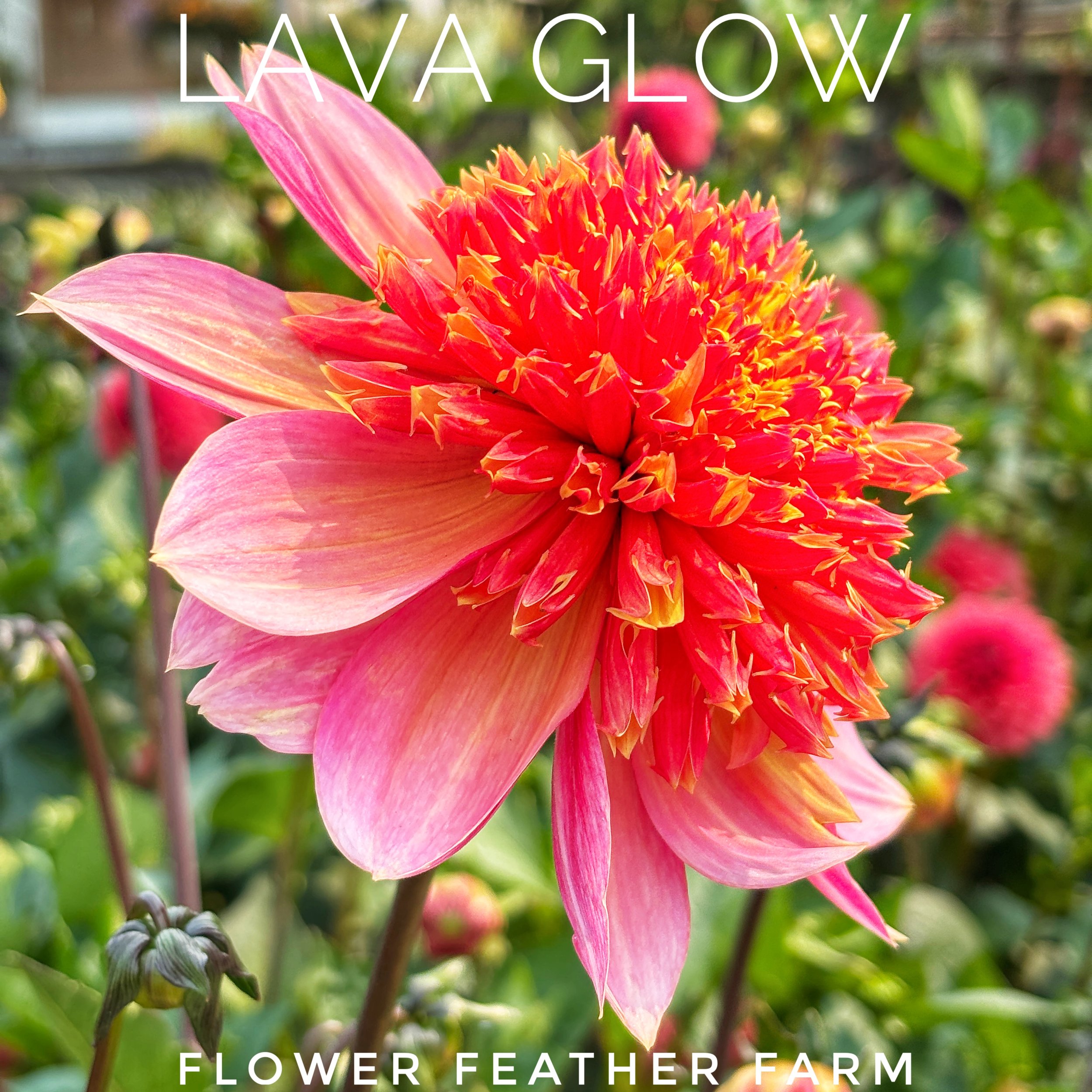 Lava Glow dahlias from Flower Feather Farm will sizzle in your garden and your bouquet.