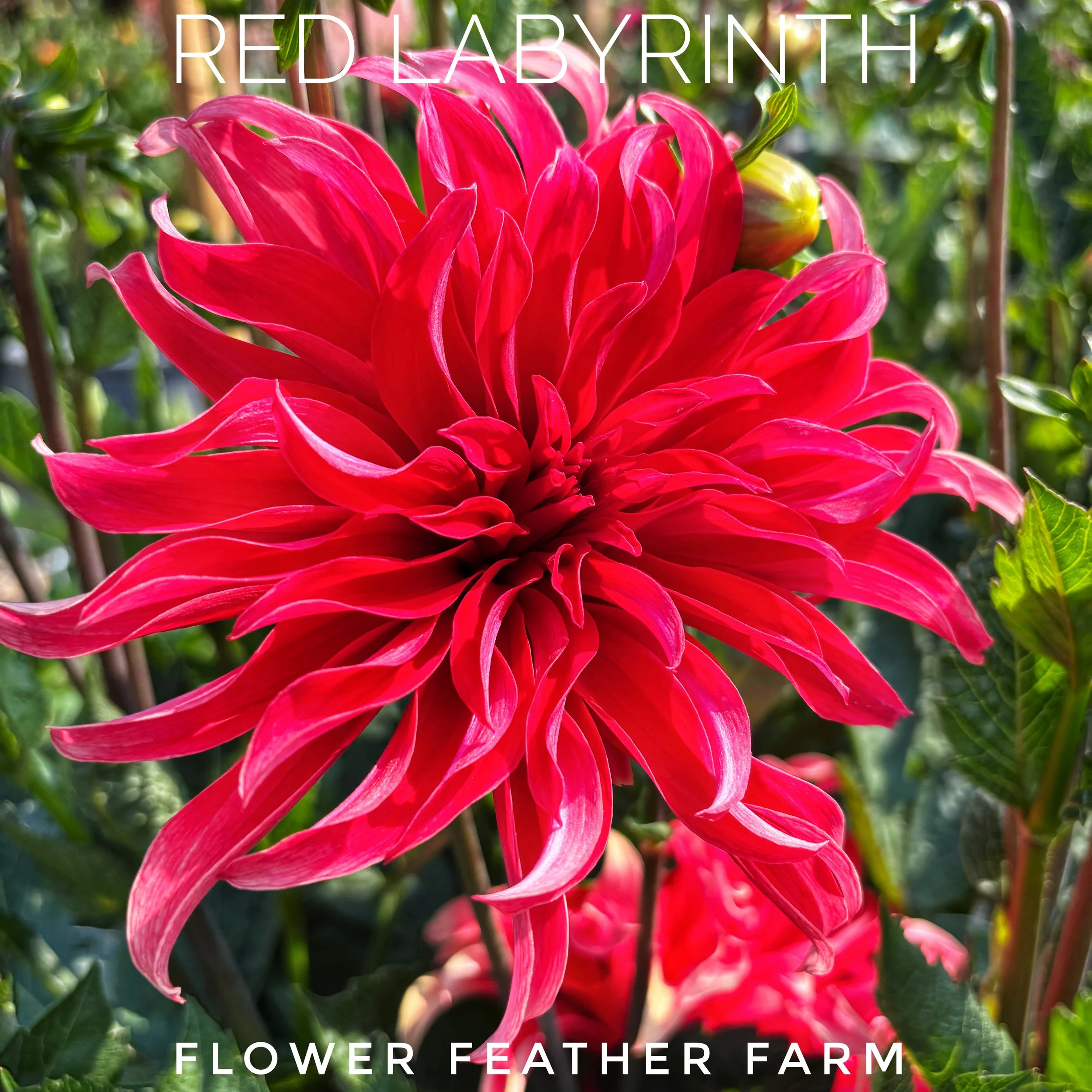 Red Labyrinth Dahlia at Flower Feather Farm, chicks and dahlias