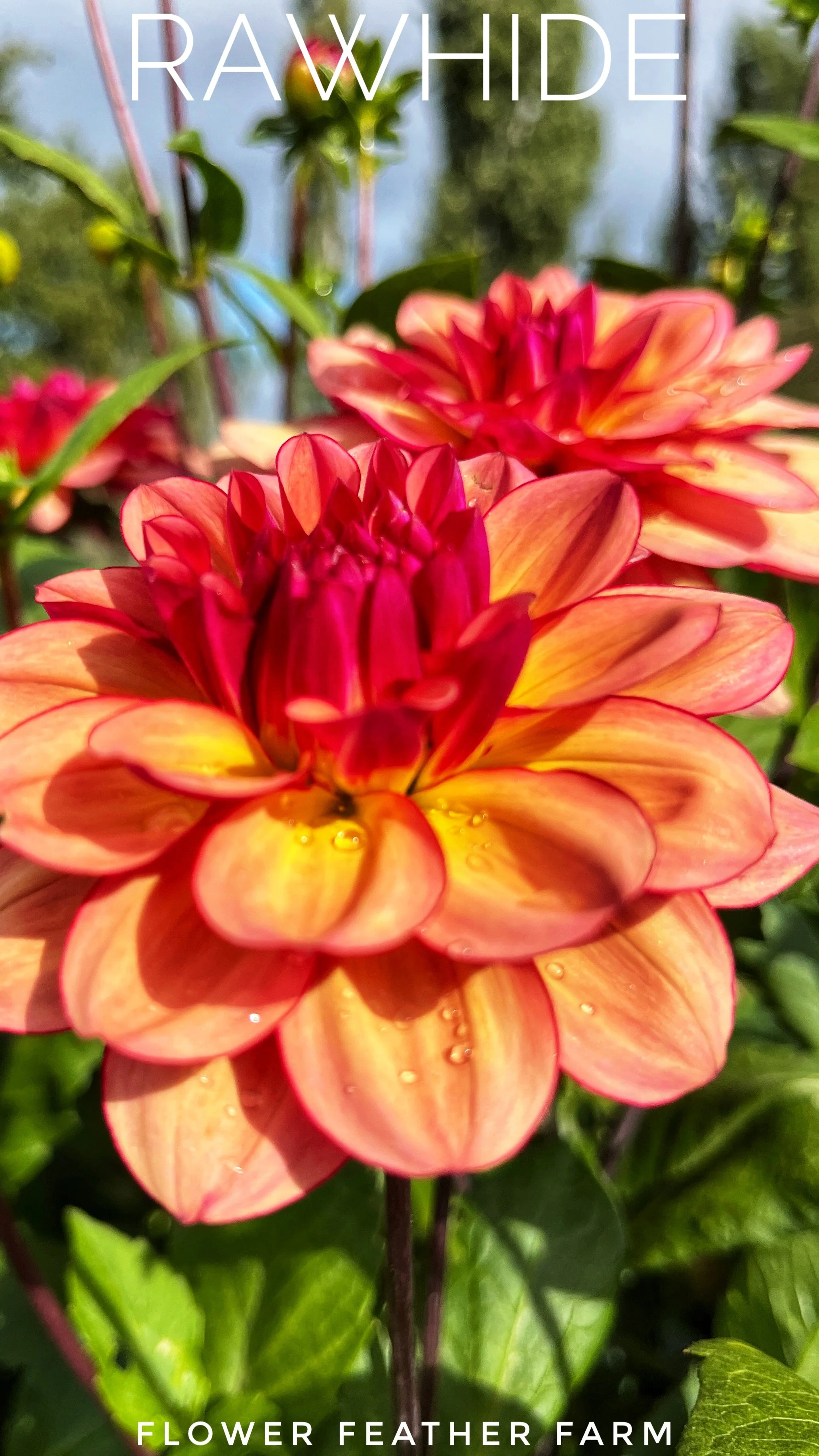 Rawhide Dahlia at Flower Feather Farm, chicks & dahlias