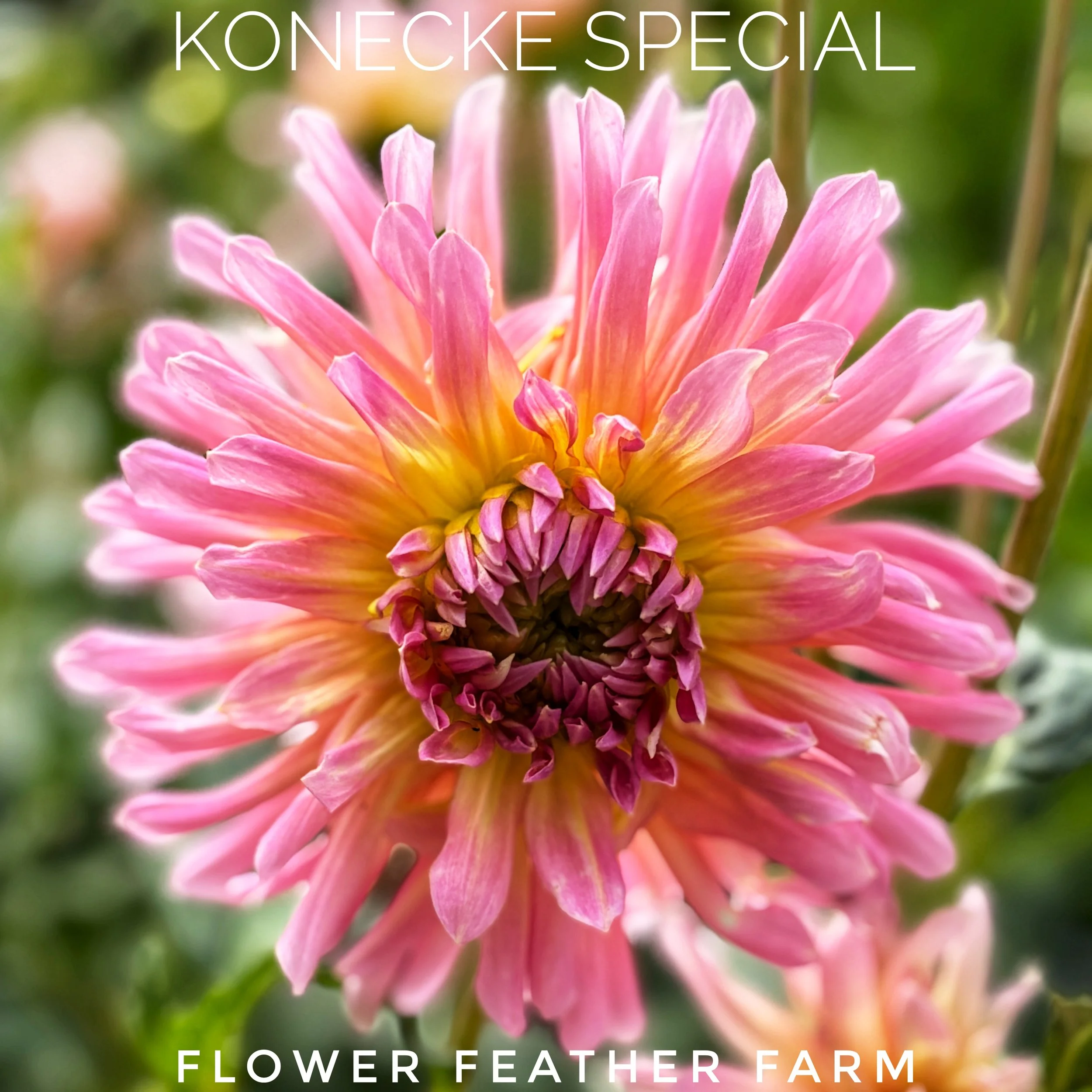 Konecke Special Dahlias at Flower Feather Farm, chicks & dahlias, a Washington State Dahlia farm -- dahlia grower near me