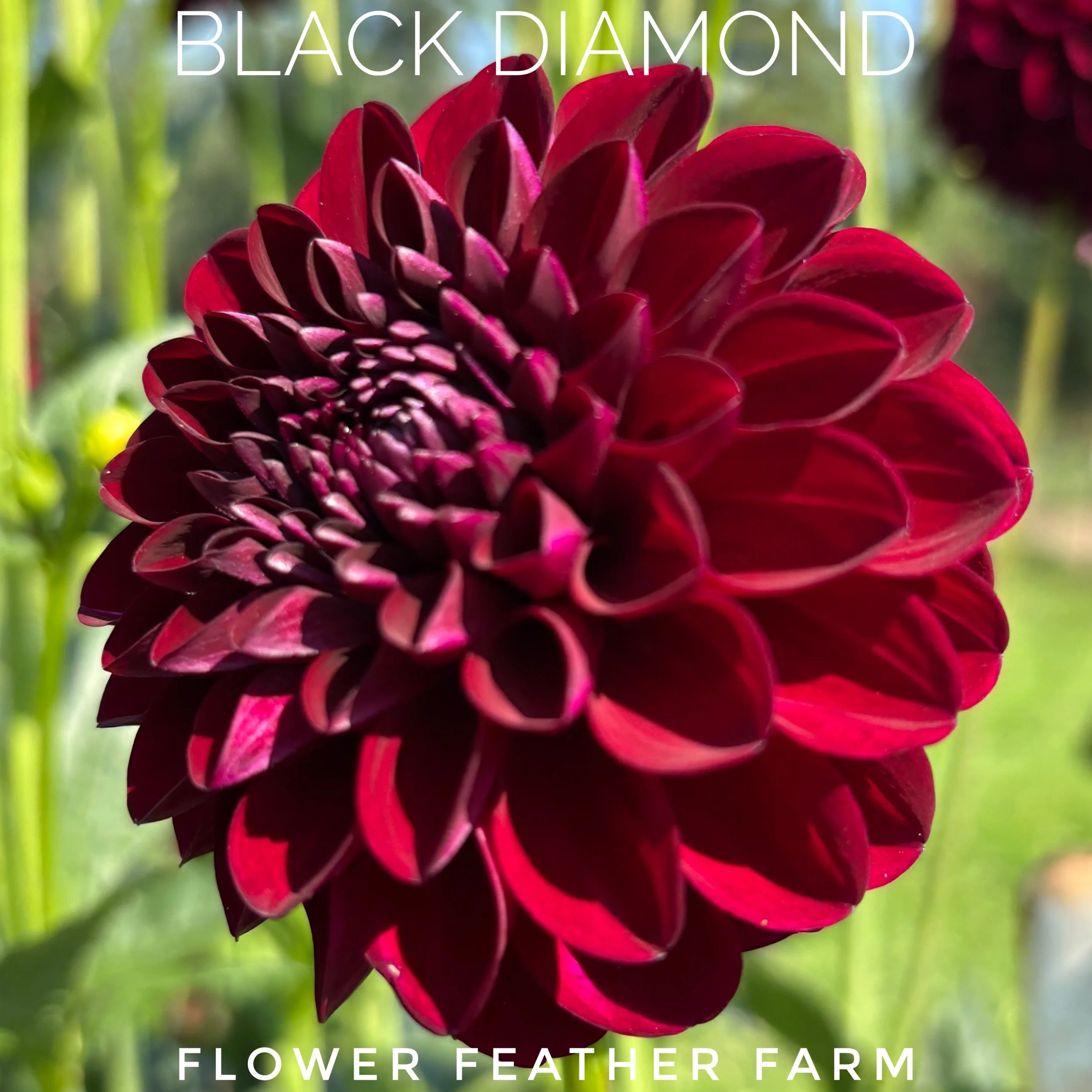 Dark and velvety Black Diamond dahlias at Flower Feather Farm