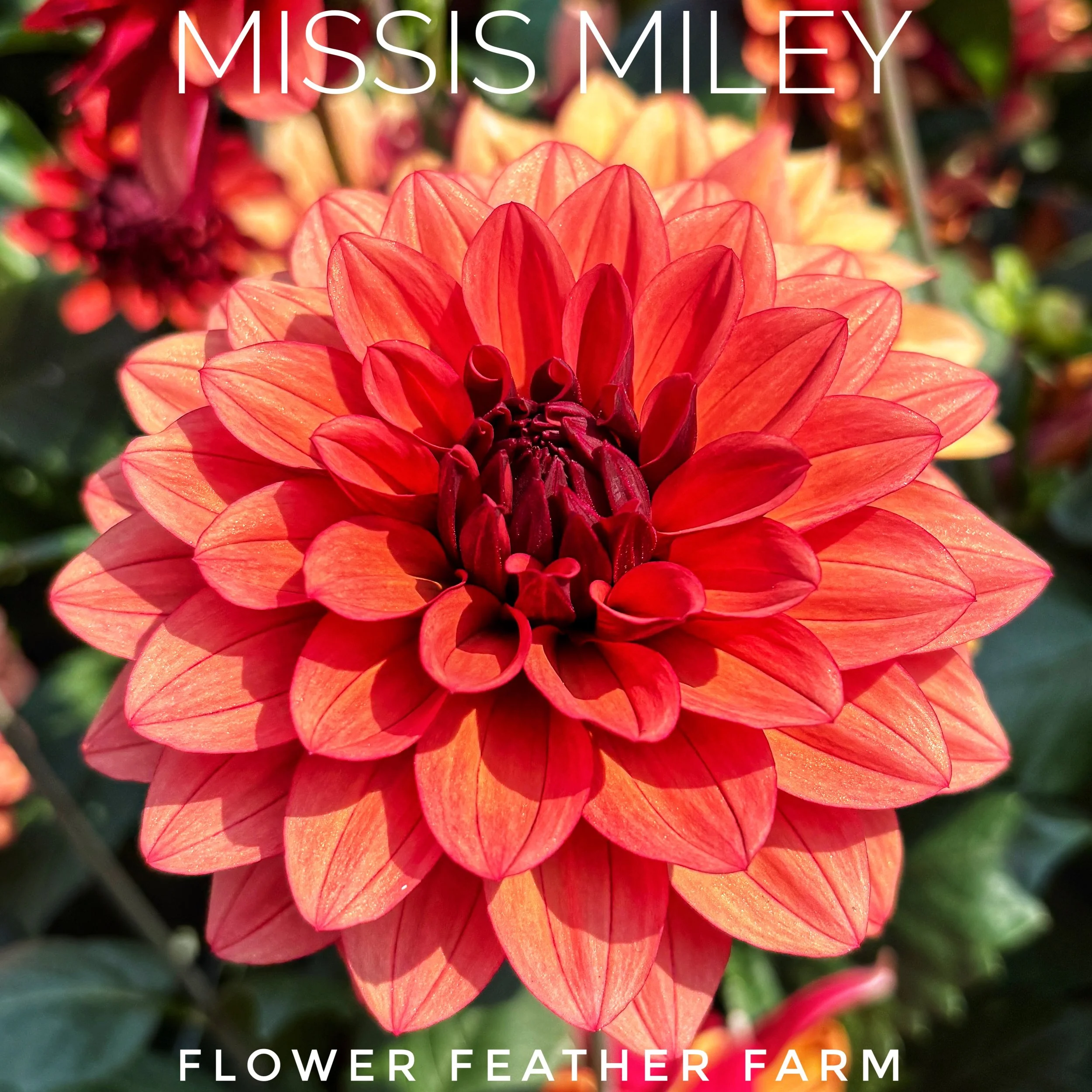 Missis Miley Dahlia at Flower Feather Farm, chicks & dahlias