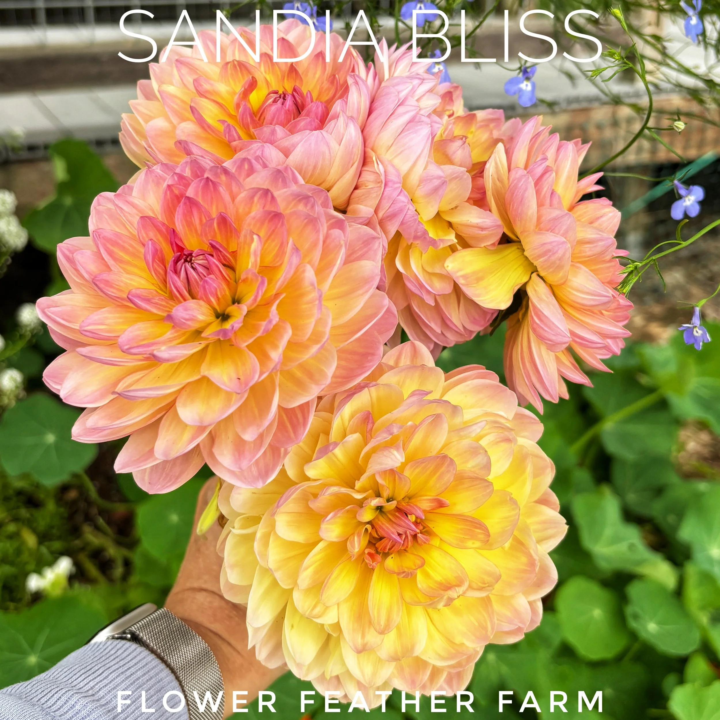 Order Sandia Bliss dahlia tubers from Flower Feather Farm. Enjoy robust growth and a continuous supply of beautiful, pollinator-friendly waterlily blooms.