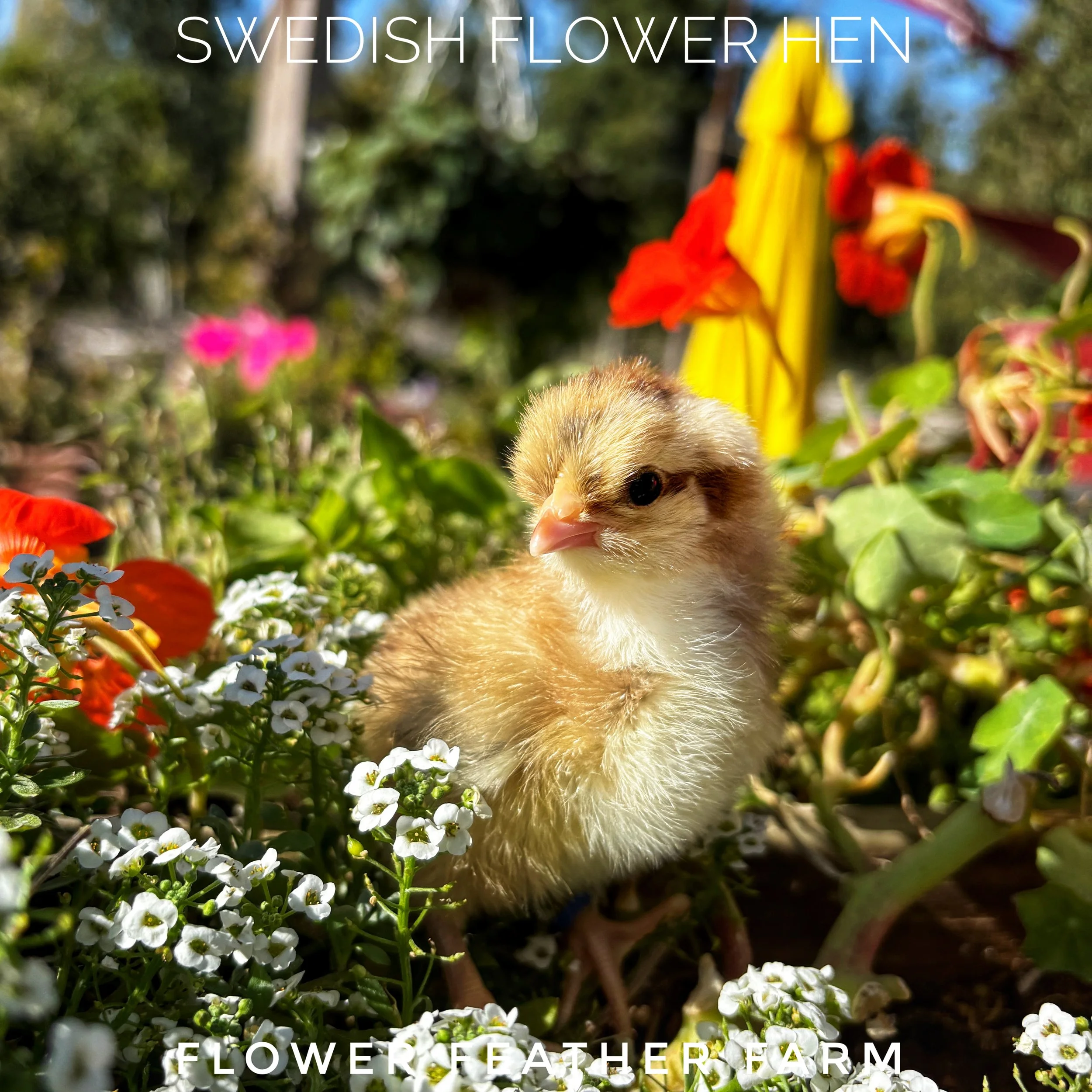 Swedish Flower Hens at Flower Feather Farm, chicks and dahlias, baby chicks for sale near me, chicken breeders near me, chick hatchery near me, chicken hatchery near me, chicken for sale