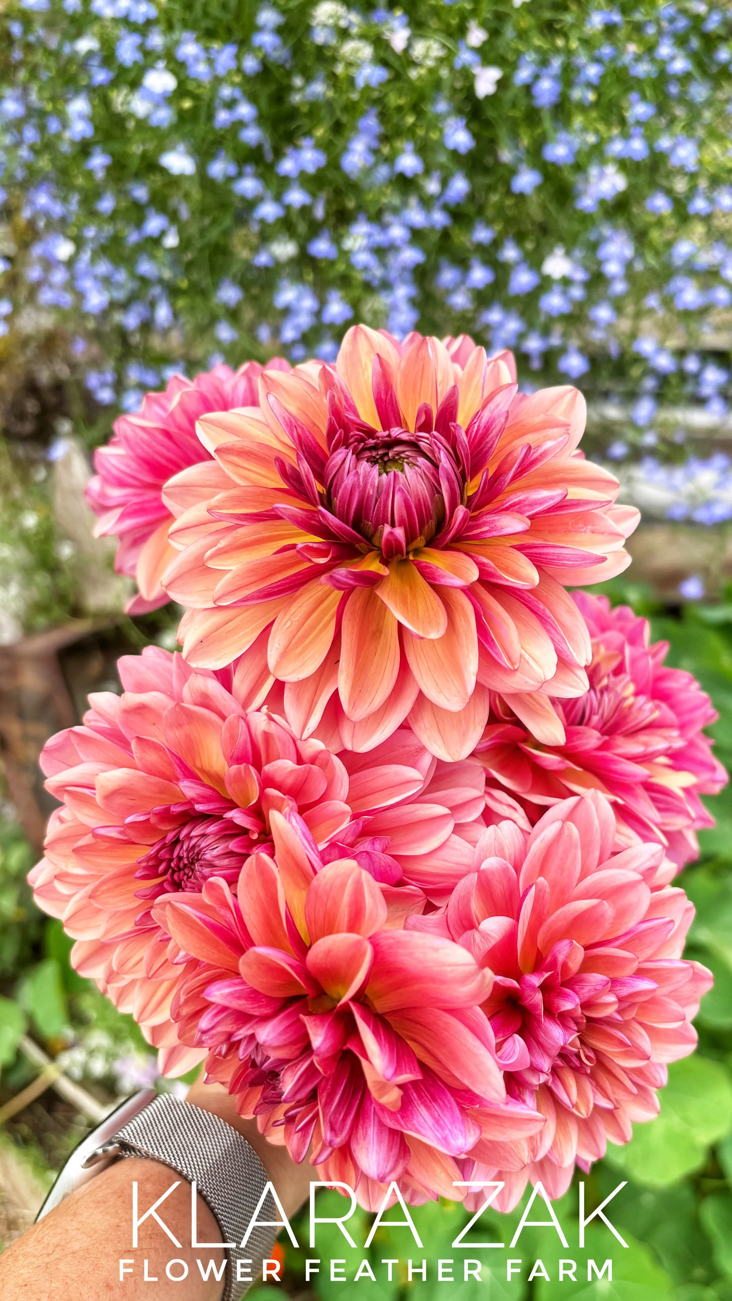 Discover the beauty of Klara Zak dahlias. Flower Feather Farm offers premium tubers for vibrant blooms that shine in gardens and bouquets.