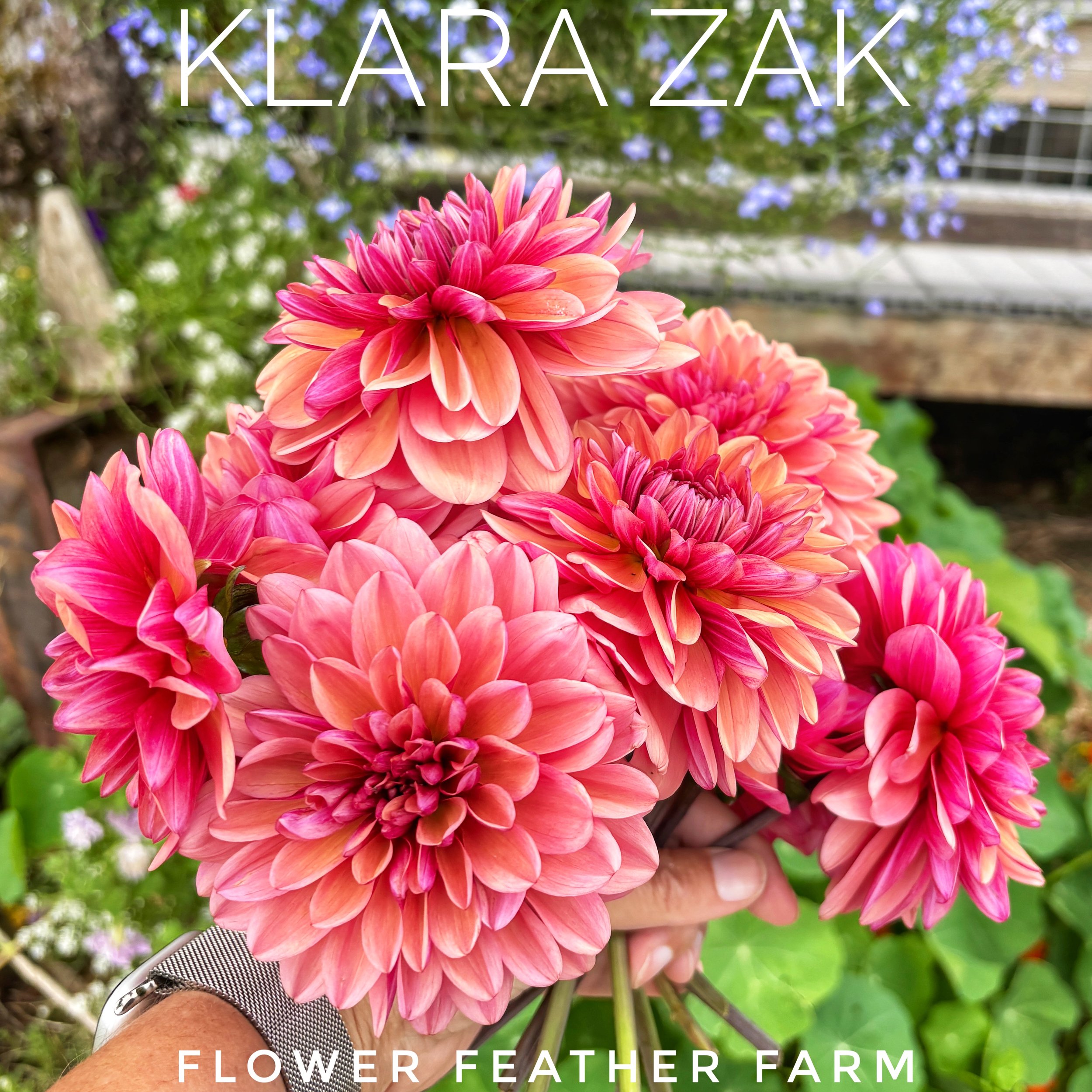 Plant Klara Zak dahlias for dazzling peach, coral, and pink blooms that keep coming all season. Shop premium tubers at Flower Feather Farm.