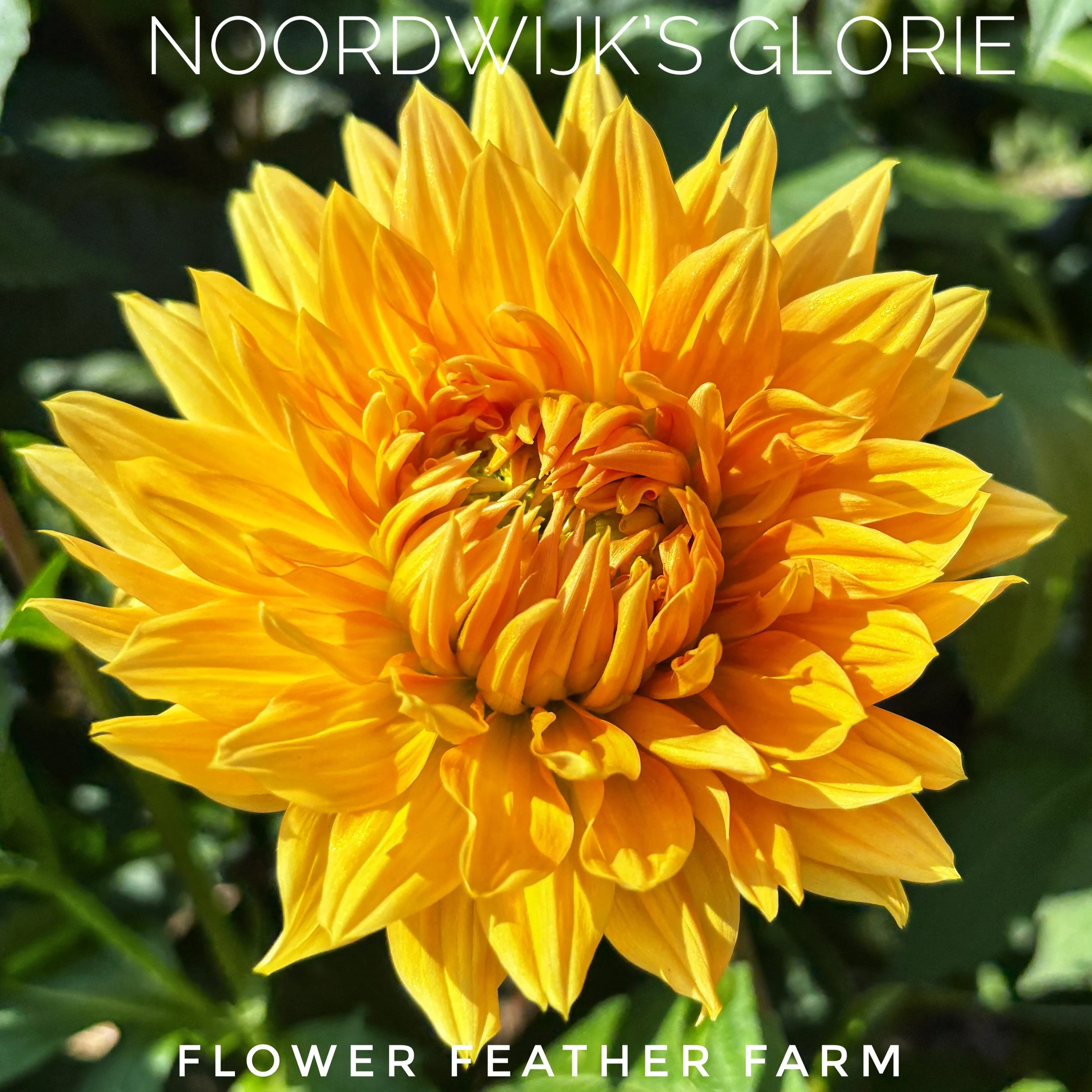 Noordwijk's Glorie Dahlias at Flower Feather Farm, chicks & dahlias, a Washington State Dahlia farm -- dahlia grower near me