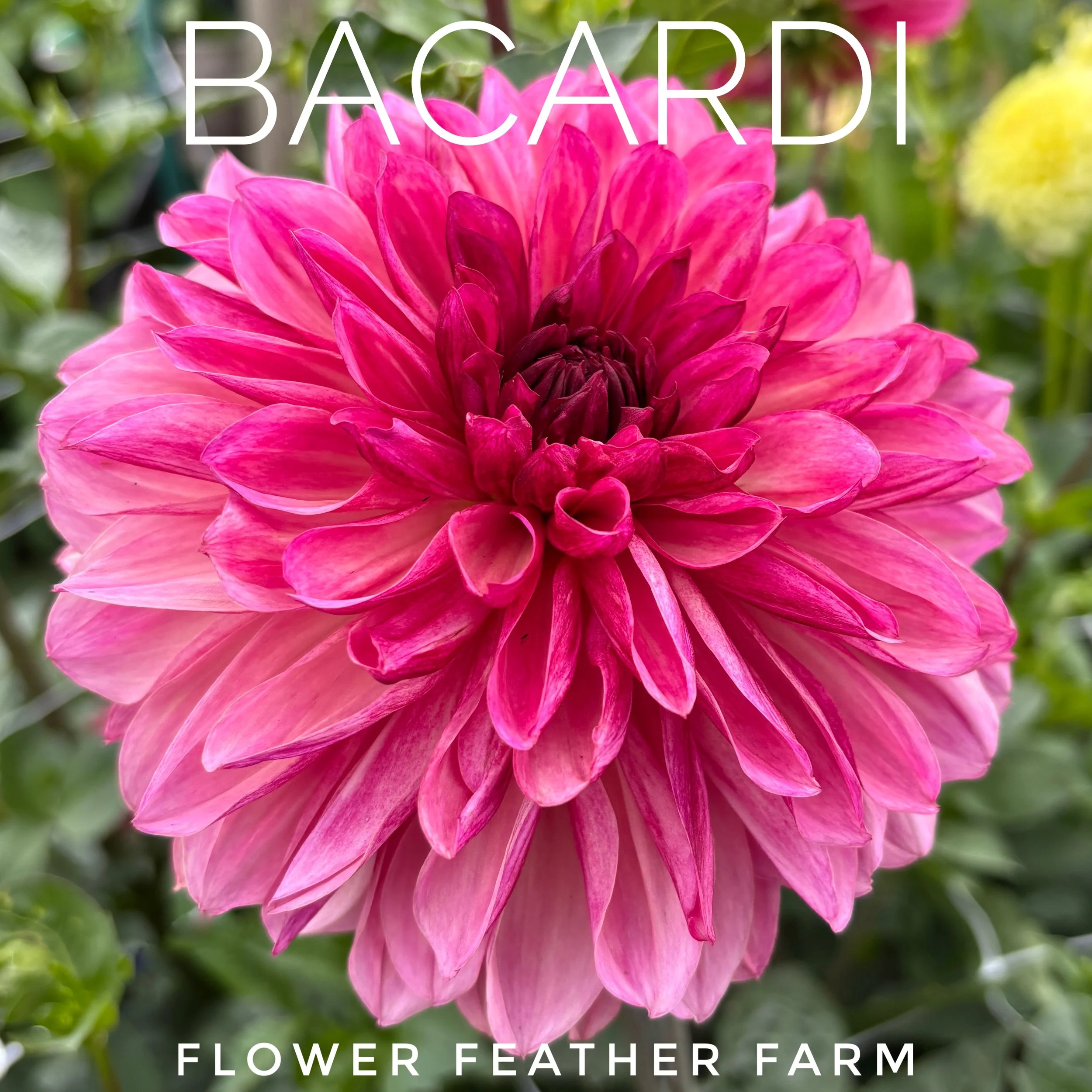 Elegant dusky-pink tones meet deep raspberry centers. Buy Bacardi dahlia tubers online today from the growers at Flower Feather Farm!