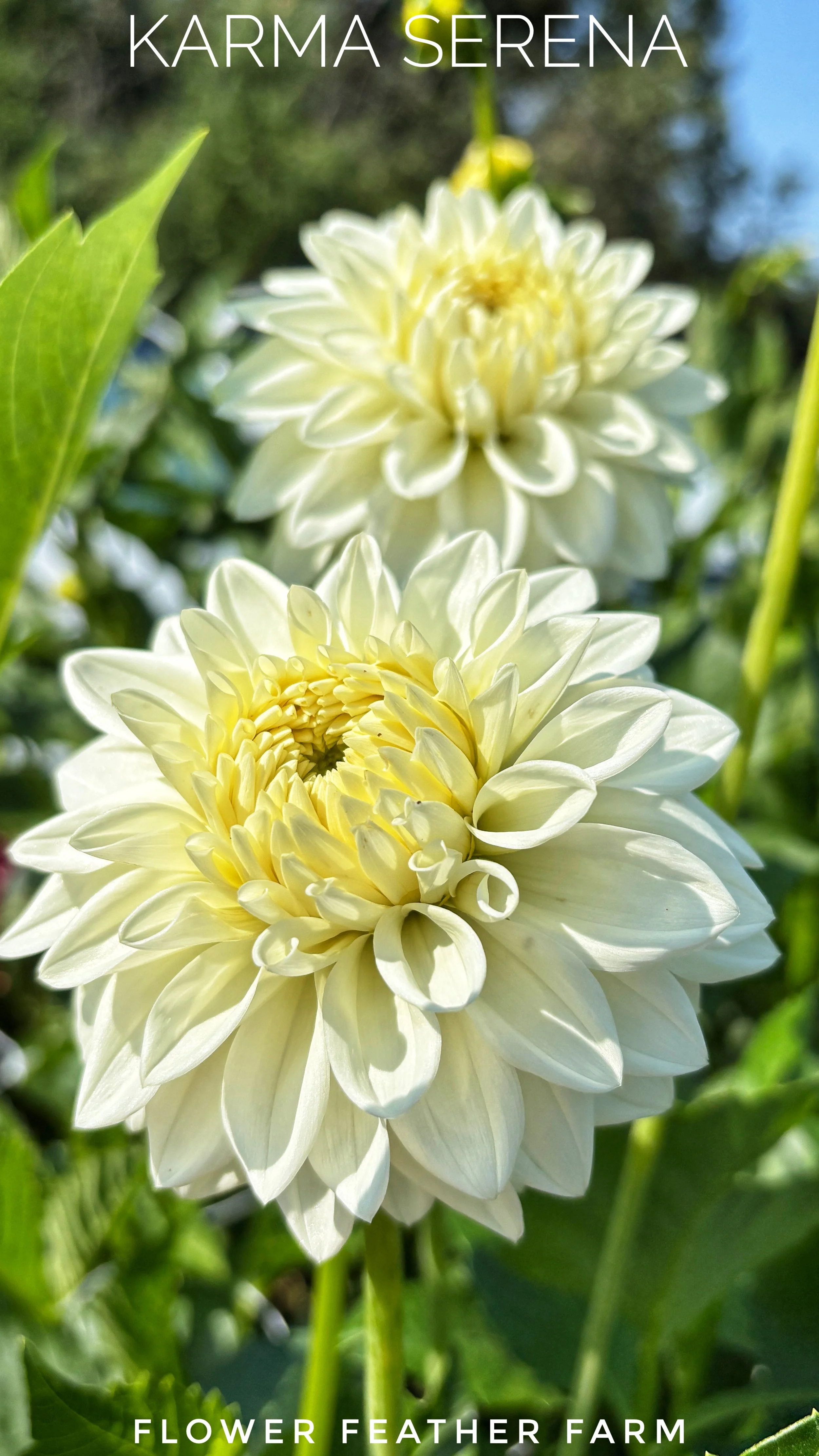 Karma Serena brings fresh elegance to your cutting garden. Premium tubers from Flower Feather Farm produce stunning white blooms.