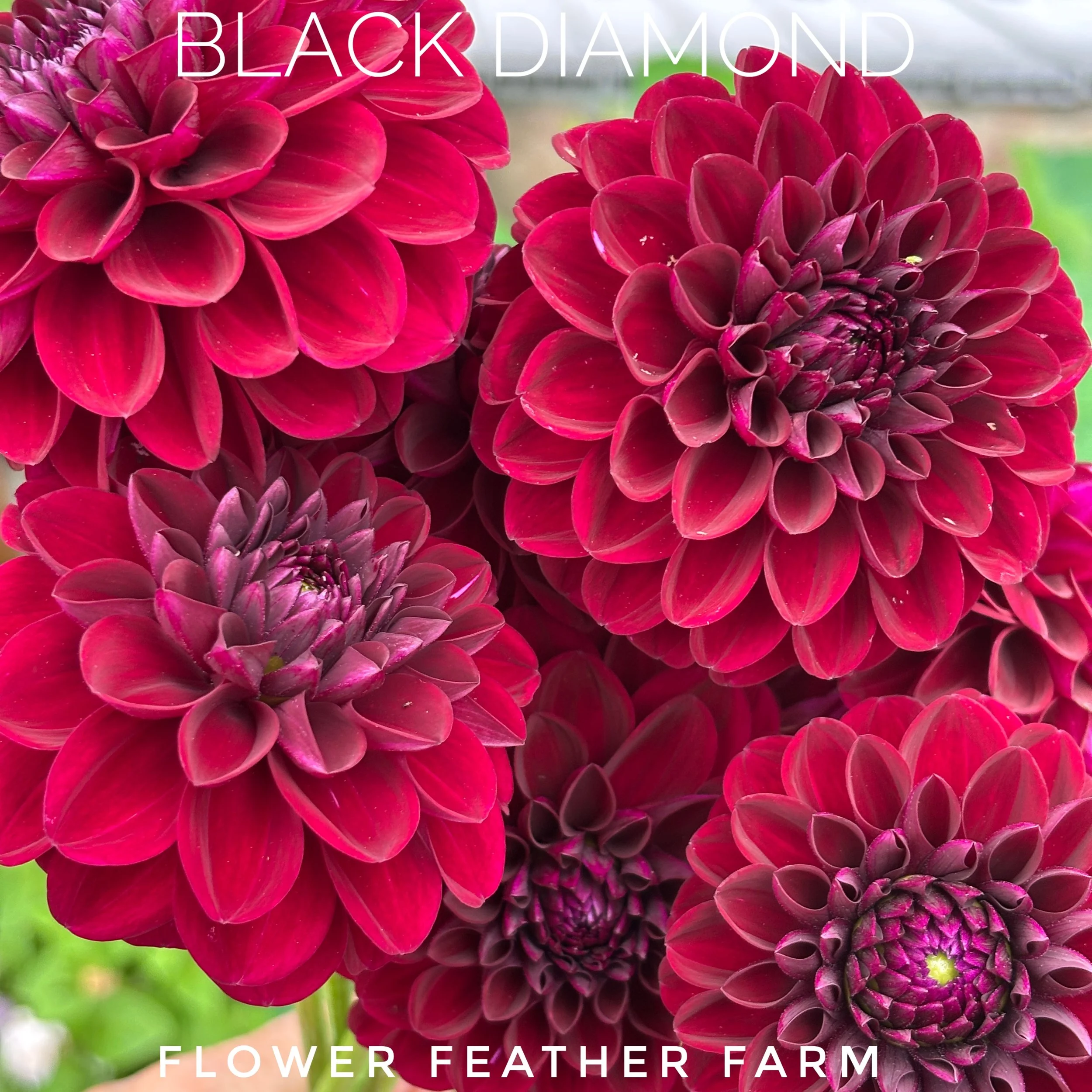 Black Diamond Dahlia Tuber B37