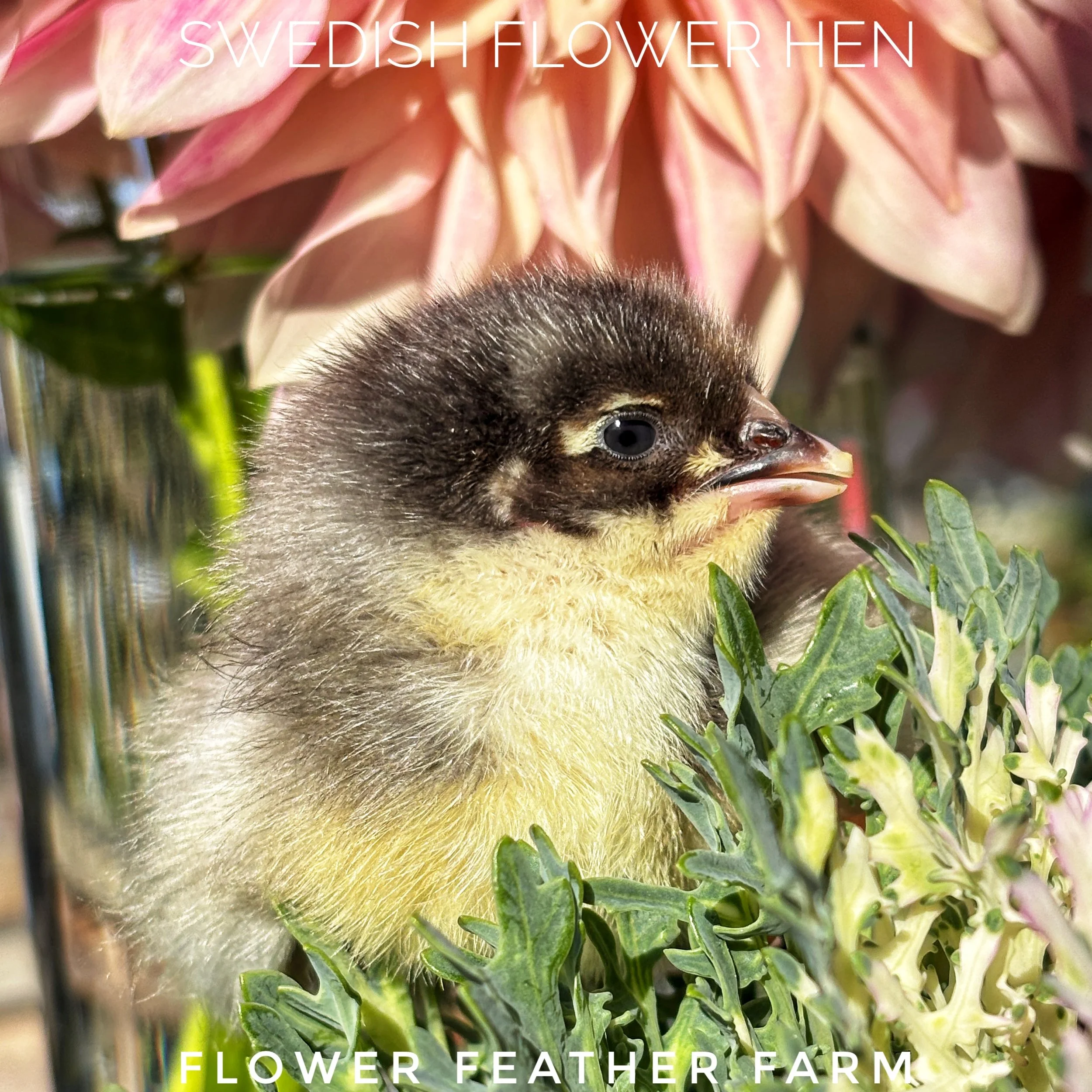 Swedish Flower Hen Chicks Hatch