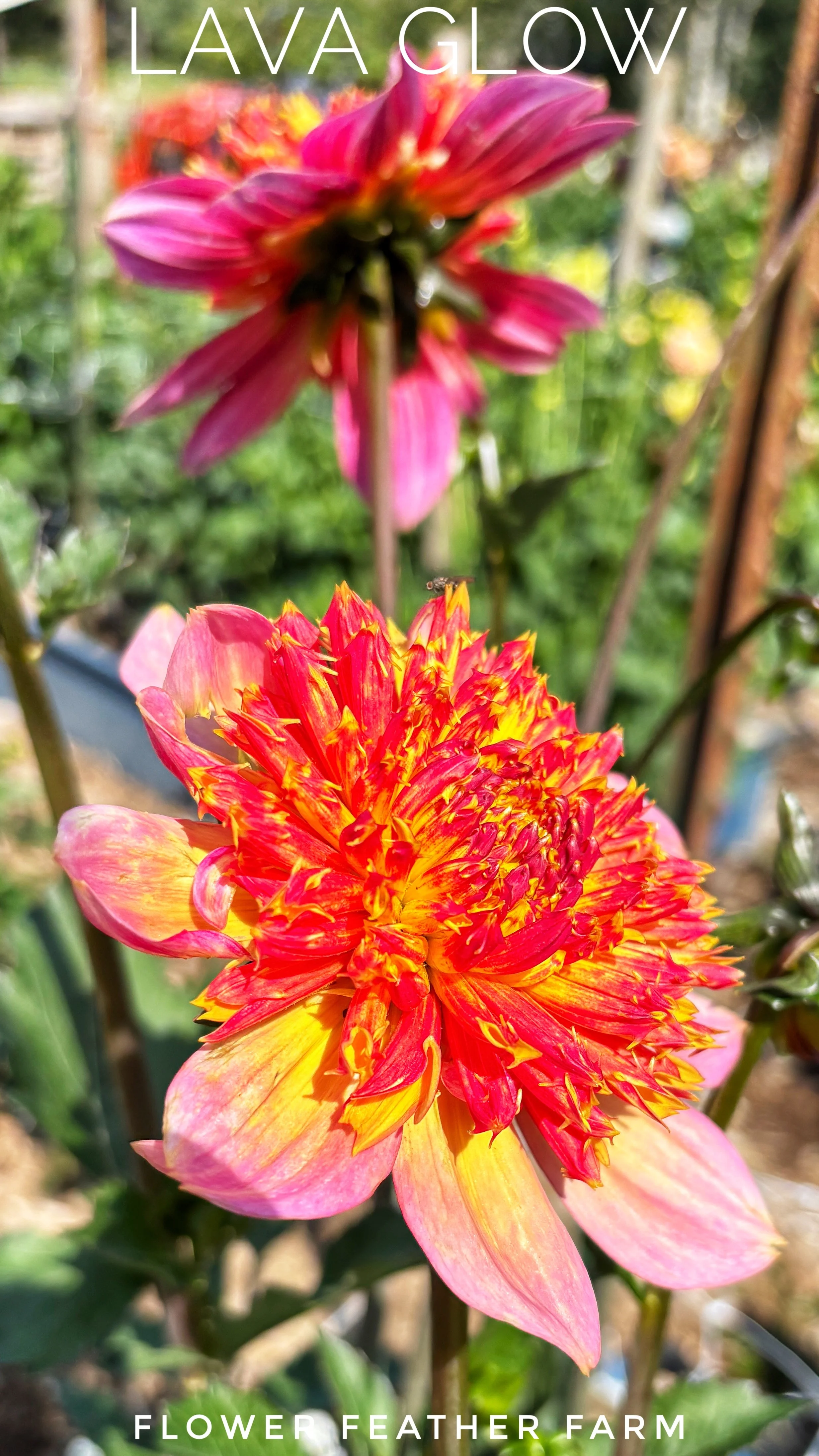 Anemone-flowered Dahlia 'Lava Glow' with tangerine outer petals and a glowing pincushion center, grown at Flower Feather Farm