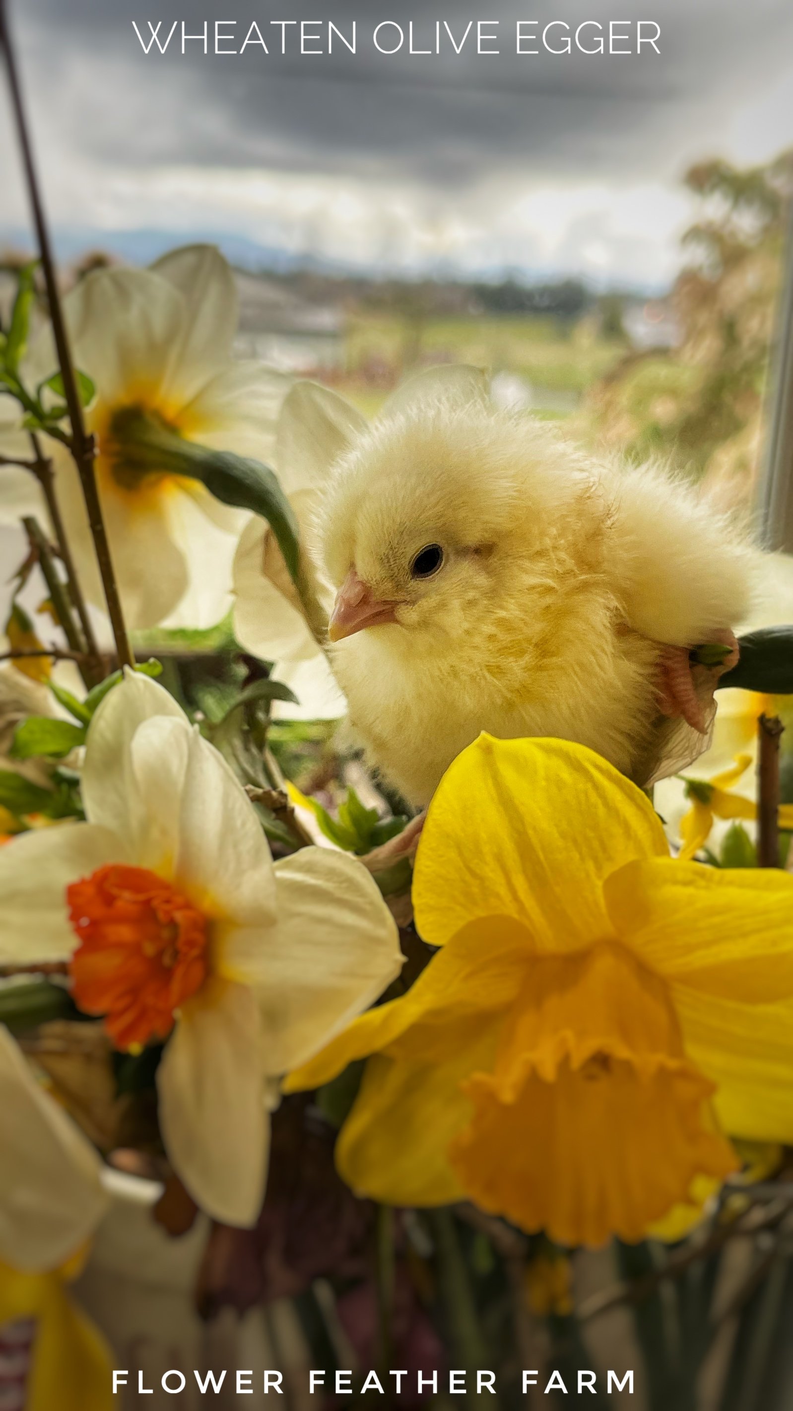 Wheaten Olive Egger Chick at Flower Feather Farm, chicks &amp; dahlias