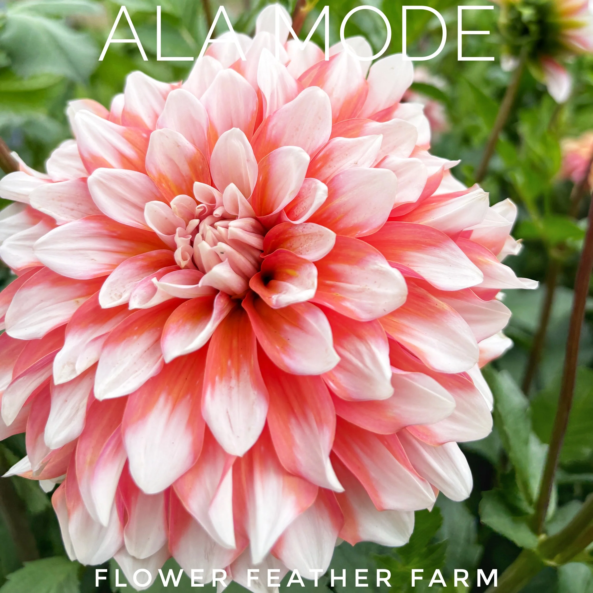 Shop Ala Mode dahlia tubers online at Flower Feather Farm. Add these stunning, bicolored formal decorative dinnerplate flowers to your spring planting list.