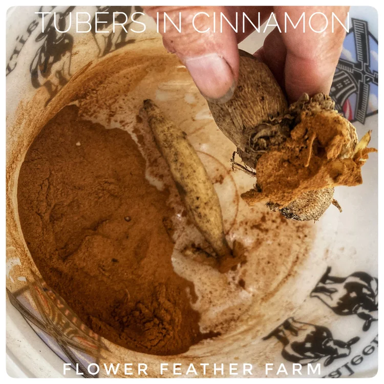 Tips And Tools For Dividing And Storing Dahlia Tubers Flower Feather Tips and tools for dividing and storing dahlia tubers flower feather