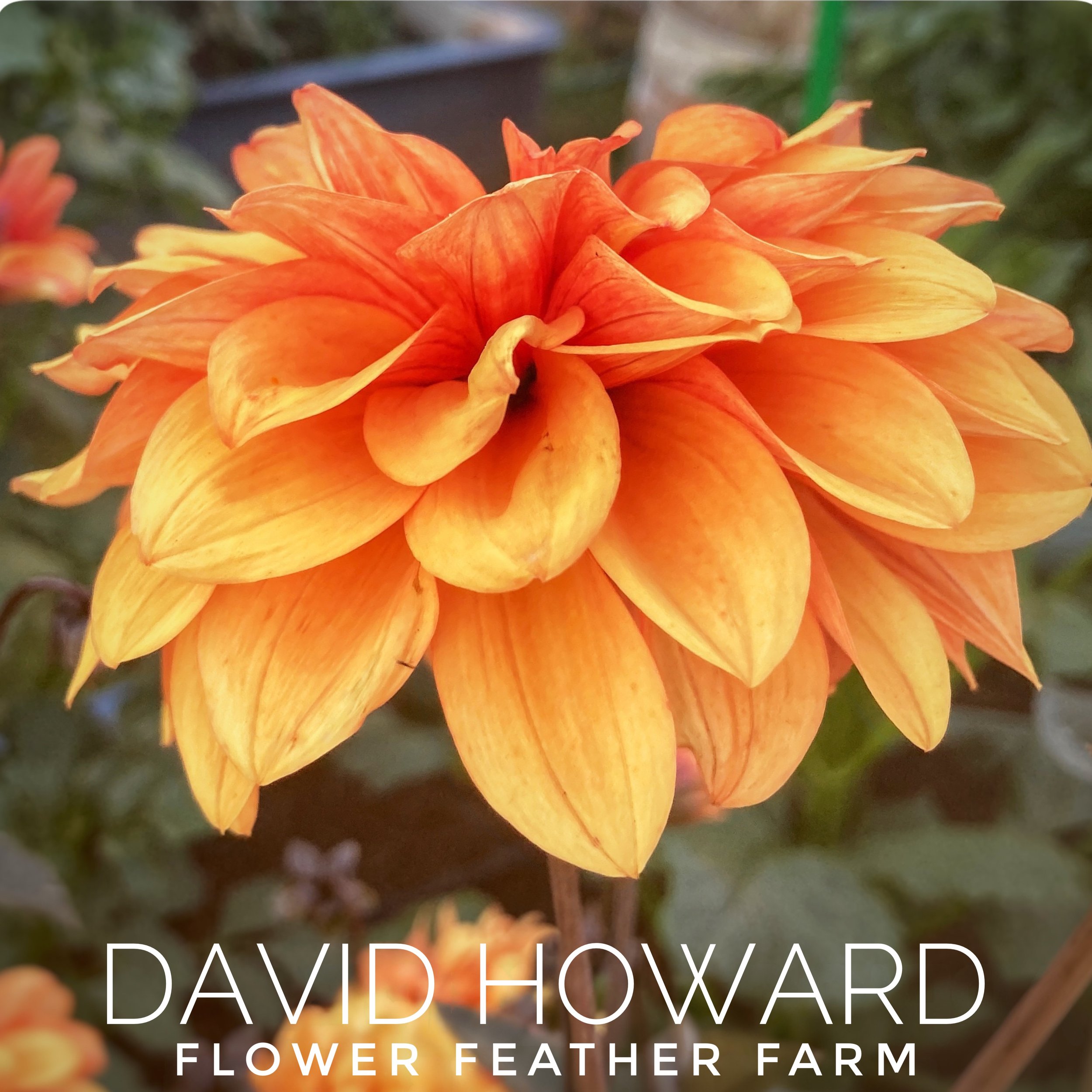 David Howard dahlia at Flower Feather Farm, chicks & dahlias