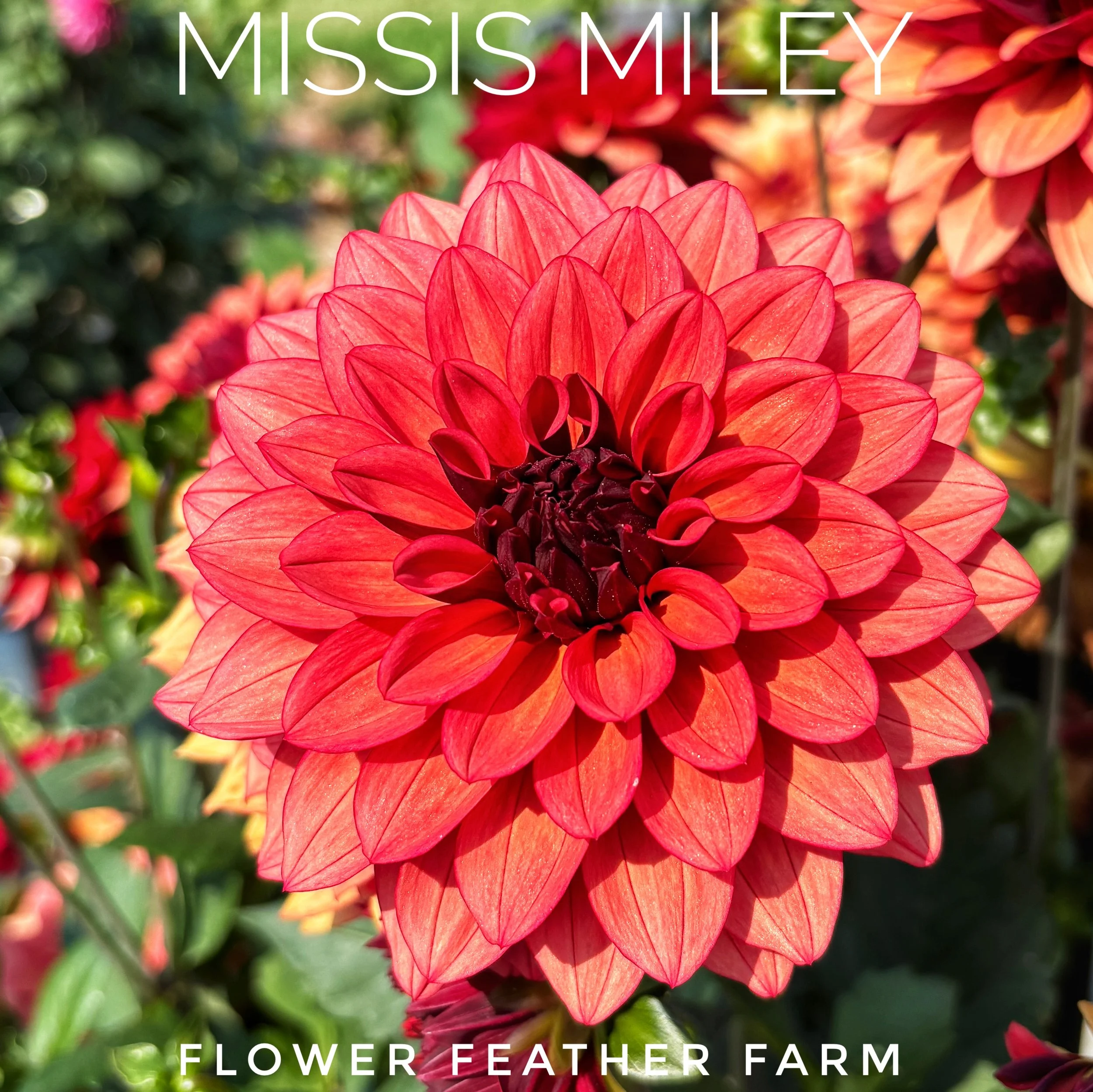 Missis Miley Dahlia at Flower Feather Farm, chicks & dahlias