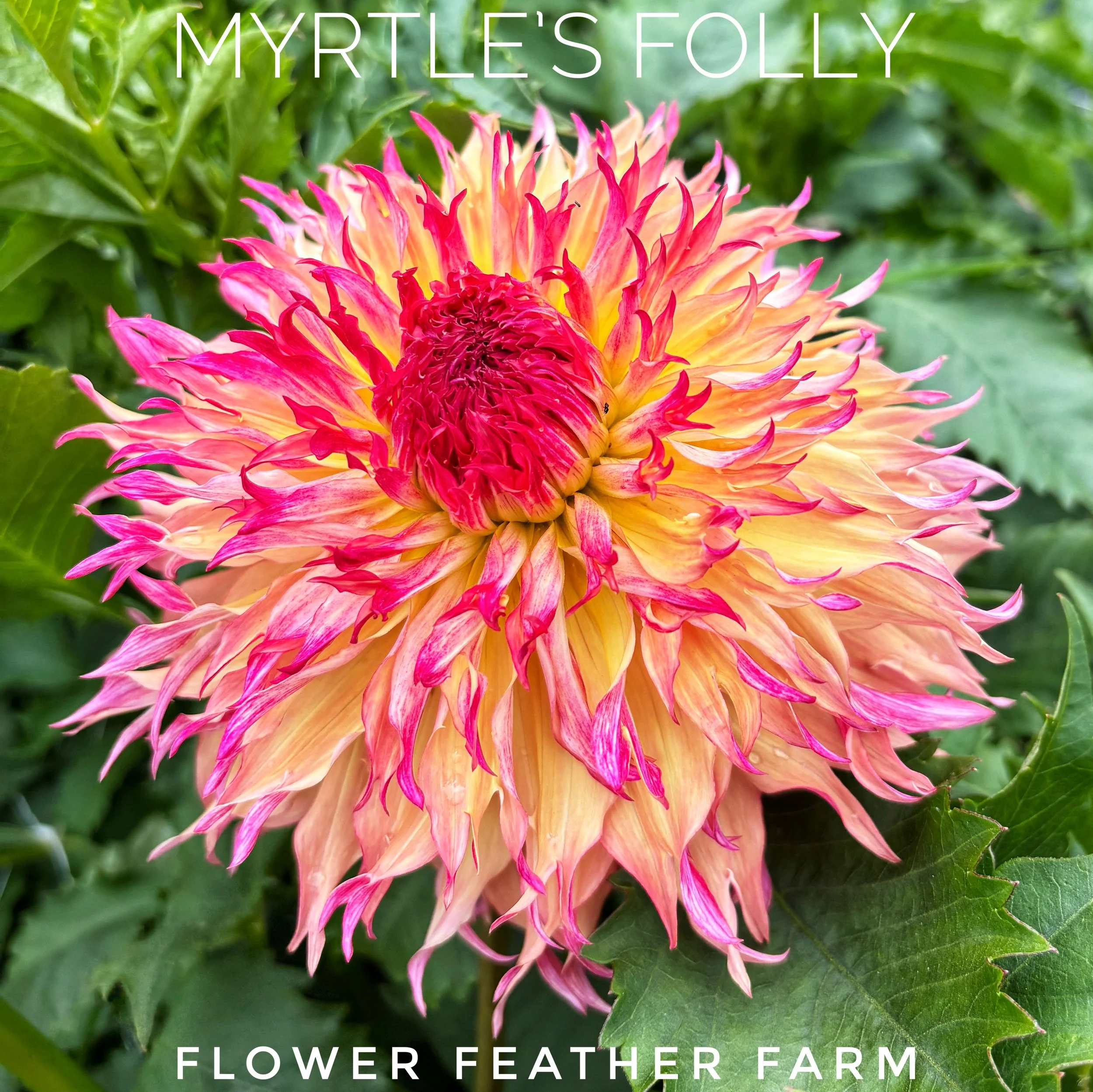 Myrtle's Folly Dahlia at Flower Feather Farm, chicks & dahlias, a Washington State Dahlia farm -- dahlia grower near me
