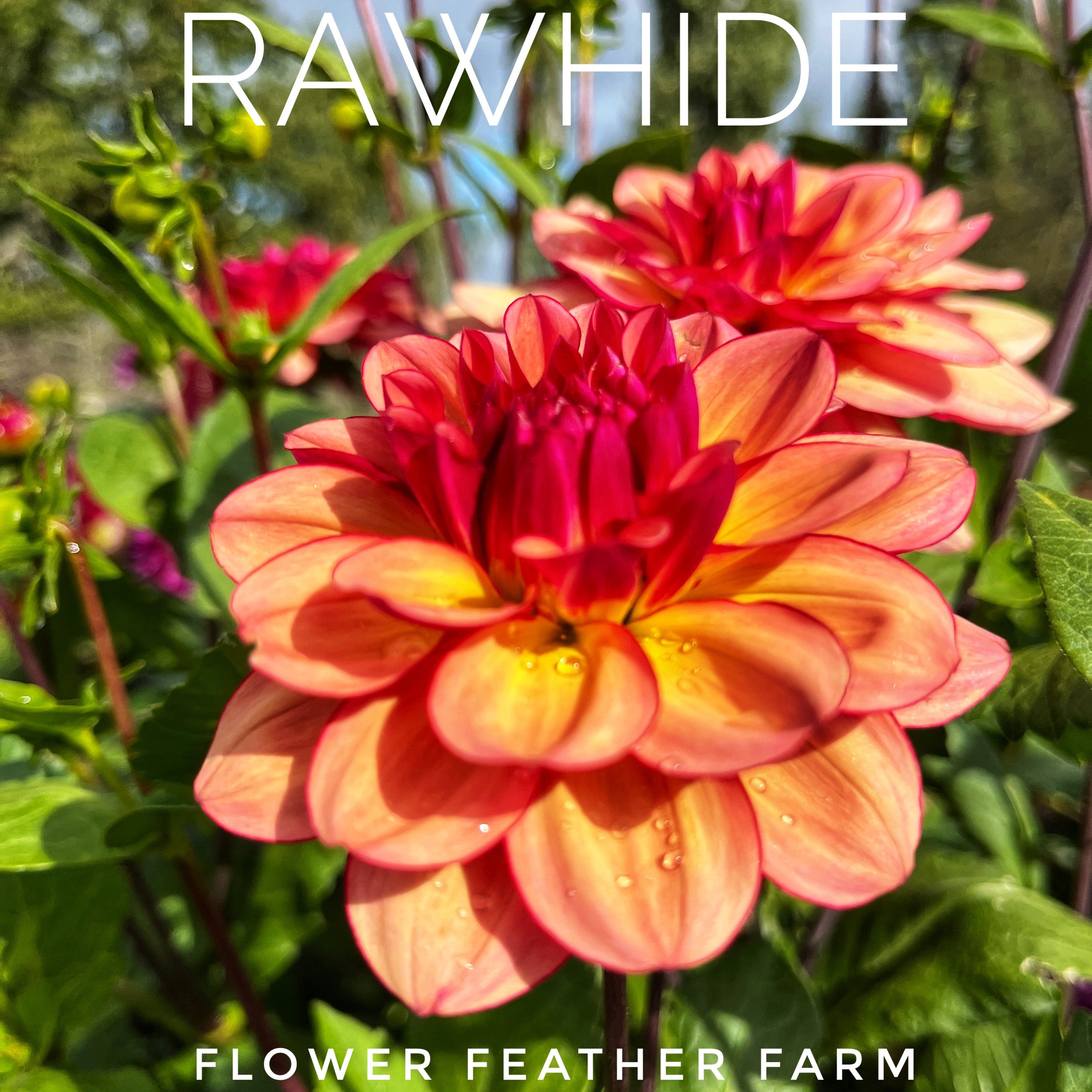 Rawhide Dahlia at Flower Feather Farm, chicks & dahlias
