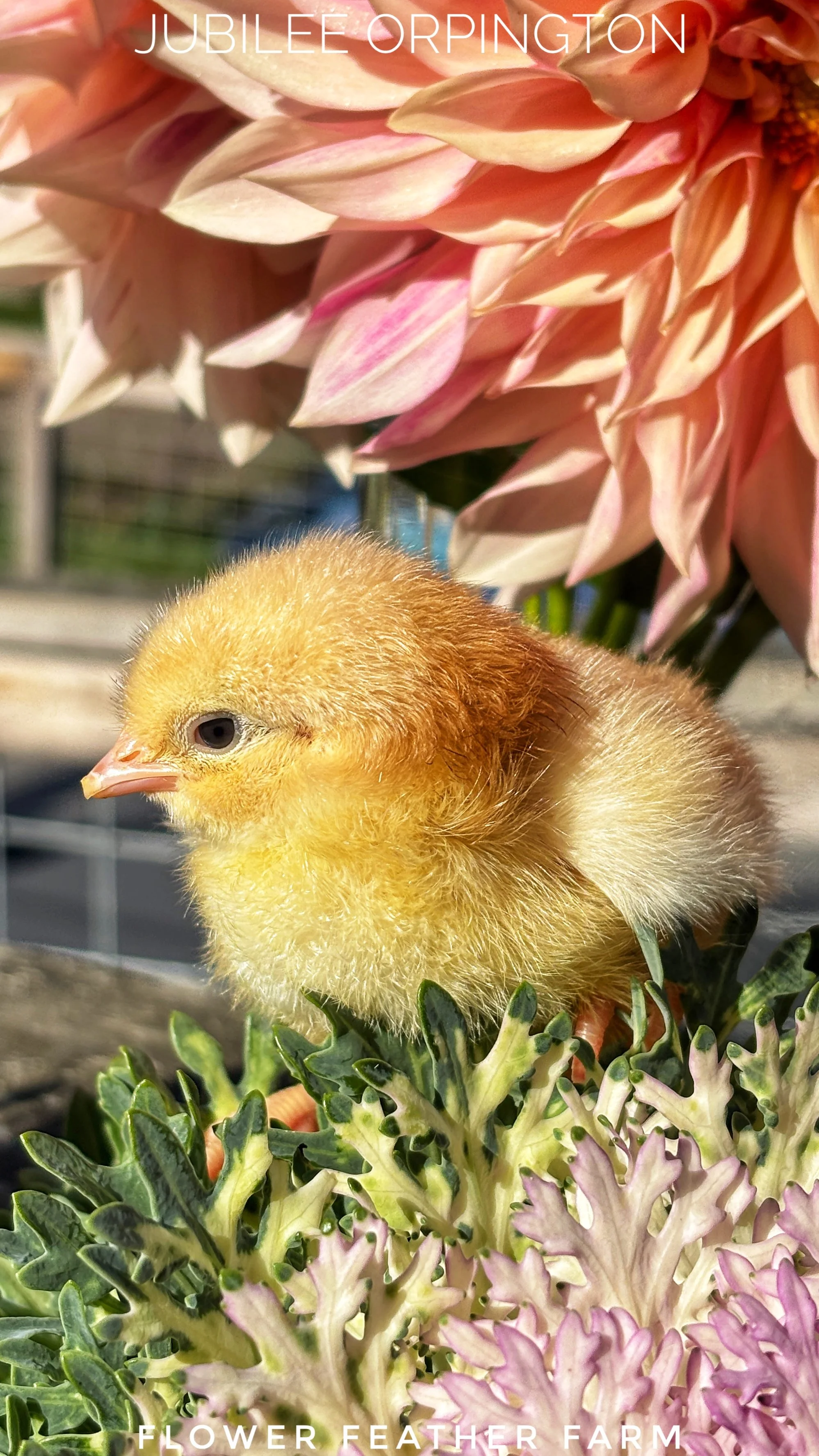 Brand new baby Jubilee Orpington chick at Flower Feather Farm, a chick hatchery nearby