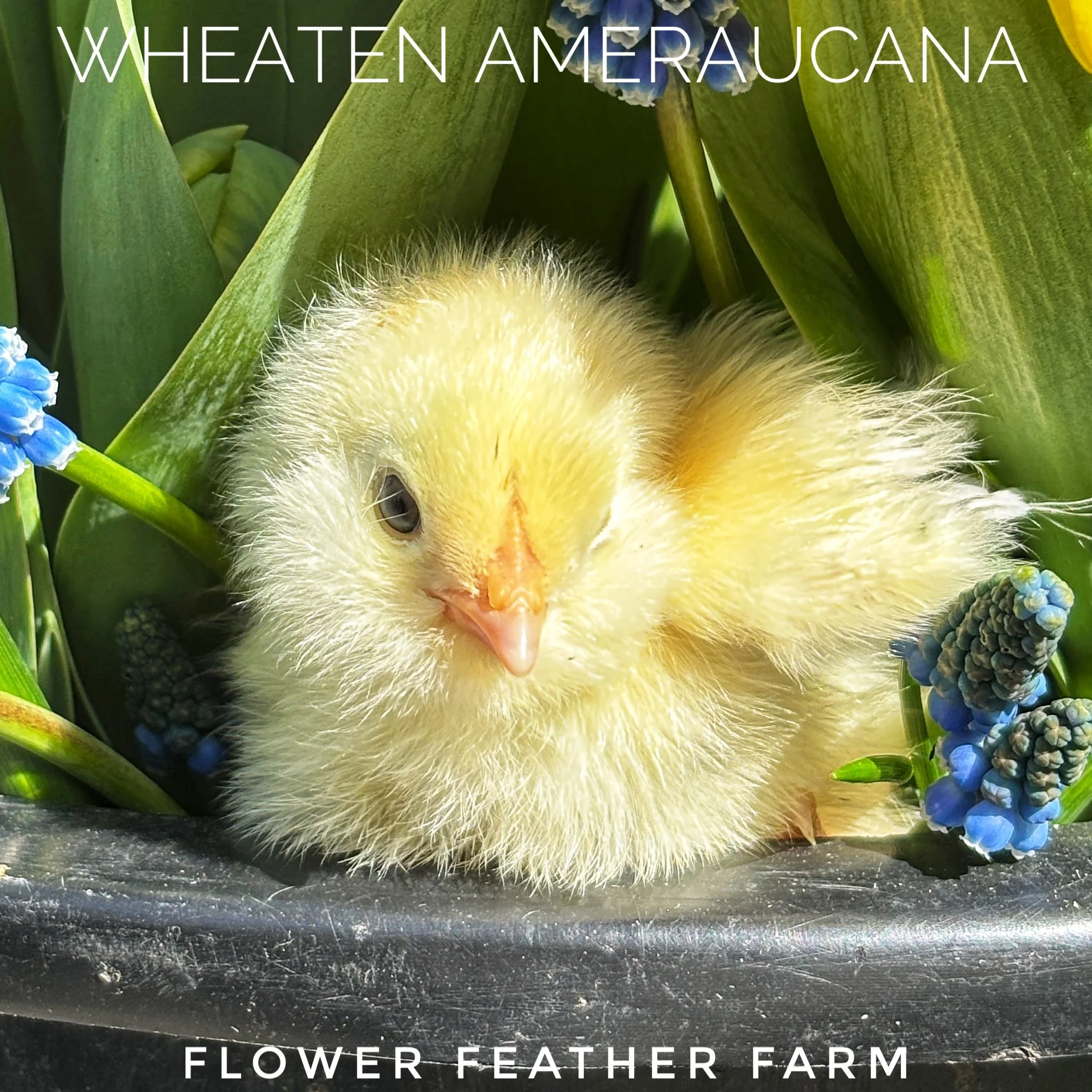 Wheaten/Blue Wheaten/Splash Ameraucana Chicks at Flower Feather Farms, chicks & dahlias, baby chicks for sale near me, chickens for sale near me, ameraucana chicks for sale