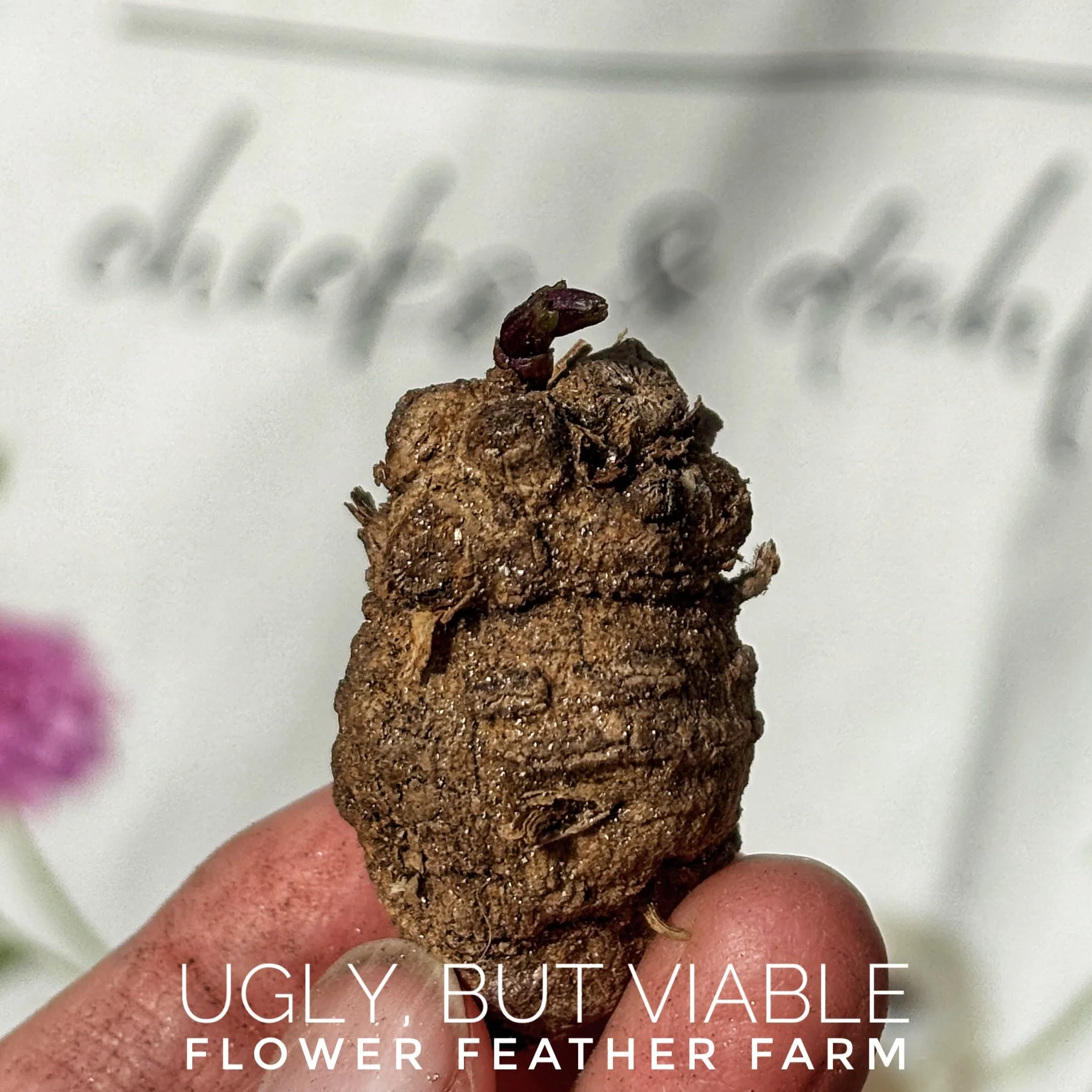 Ugly Runty Skinny Scrapy Tubers, with eyes and/or sprouts