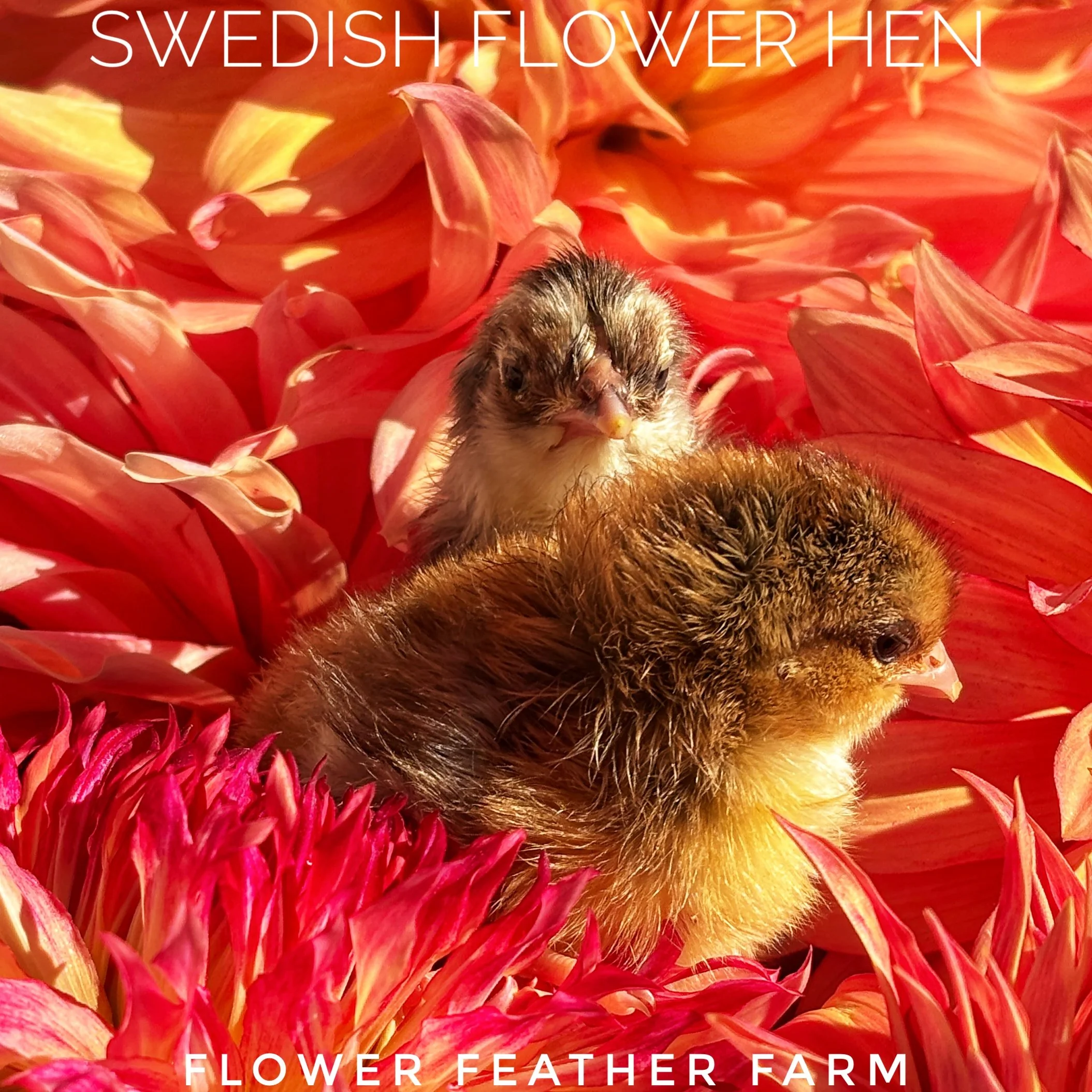 A Swedish Flower Hen chick snuggles in a bed of Labyrinth and Penhill Watermelon dahlias at Flower Feather Farm, chicks & dahlias