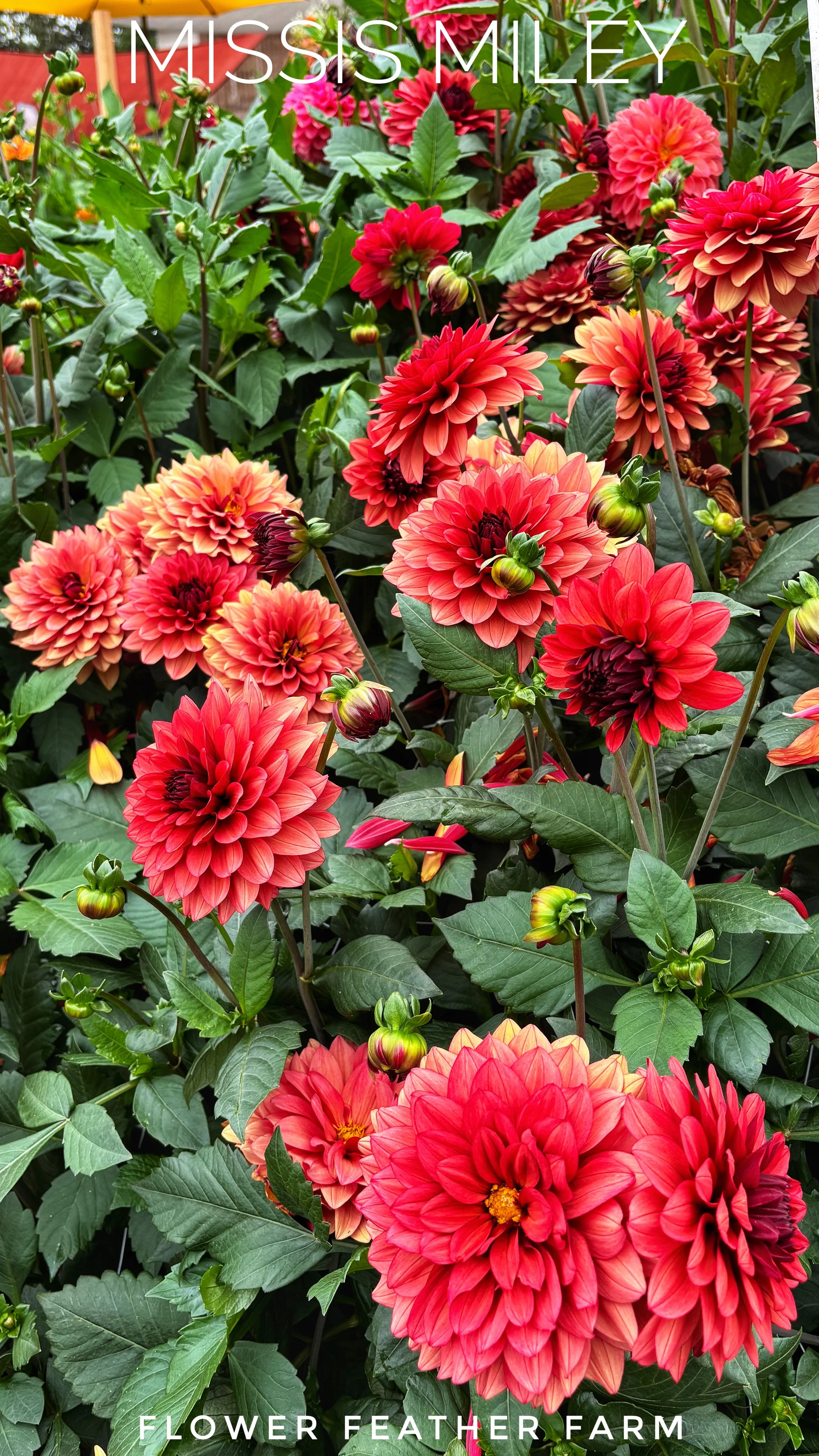Missis Miley Dahlia at Flower Feather Farm, chicks & dahlias