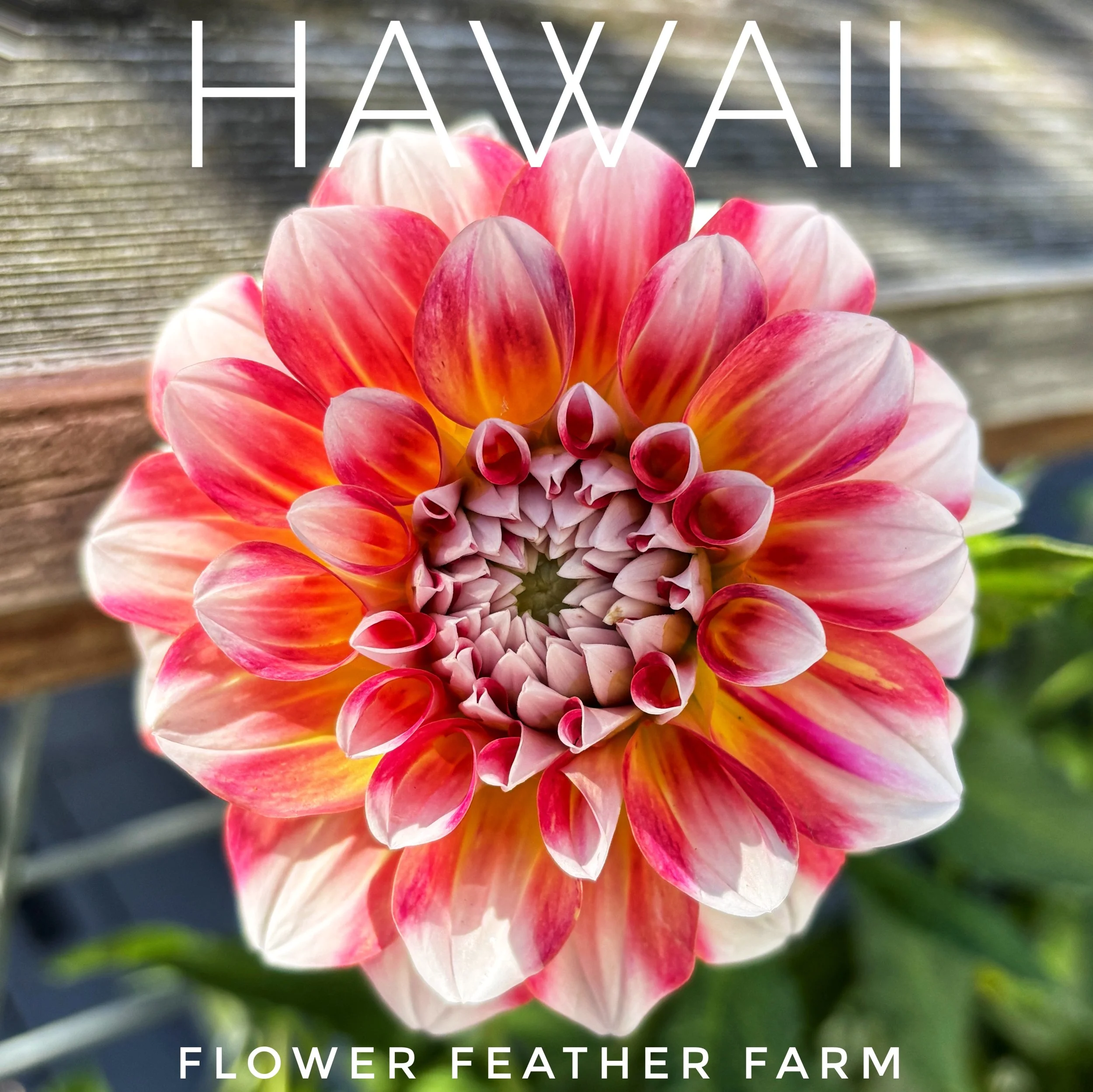 Hawaii Dahlias at Flower Feather Farm, chicks & dahlias, a Washington State Dahlia farm -- dahlia grower near me