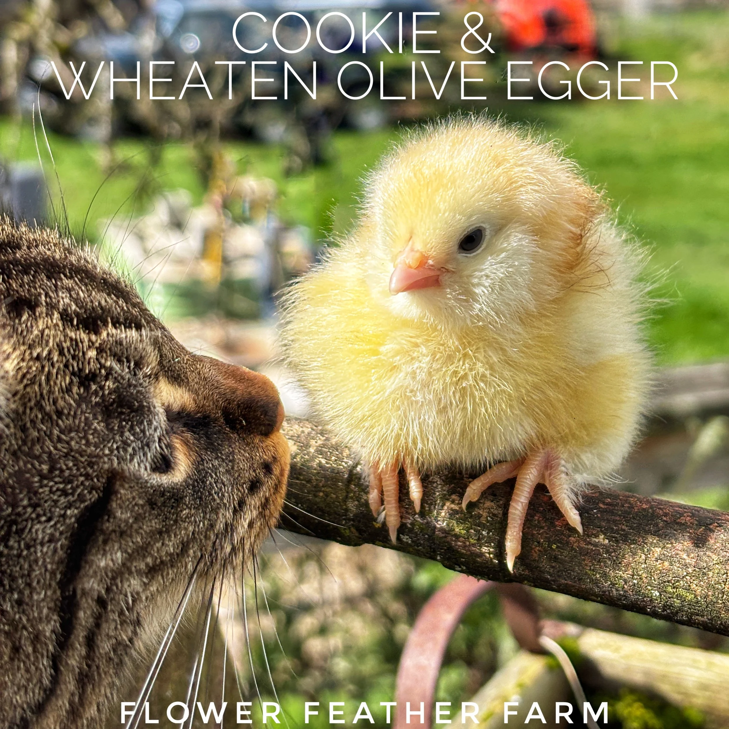 Wheaten Olive Eggers chick at Flower Feather Farm, chicks & dahlias
