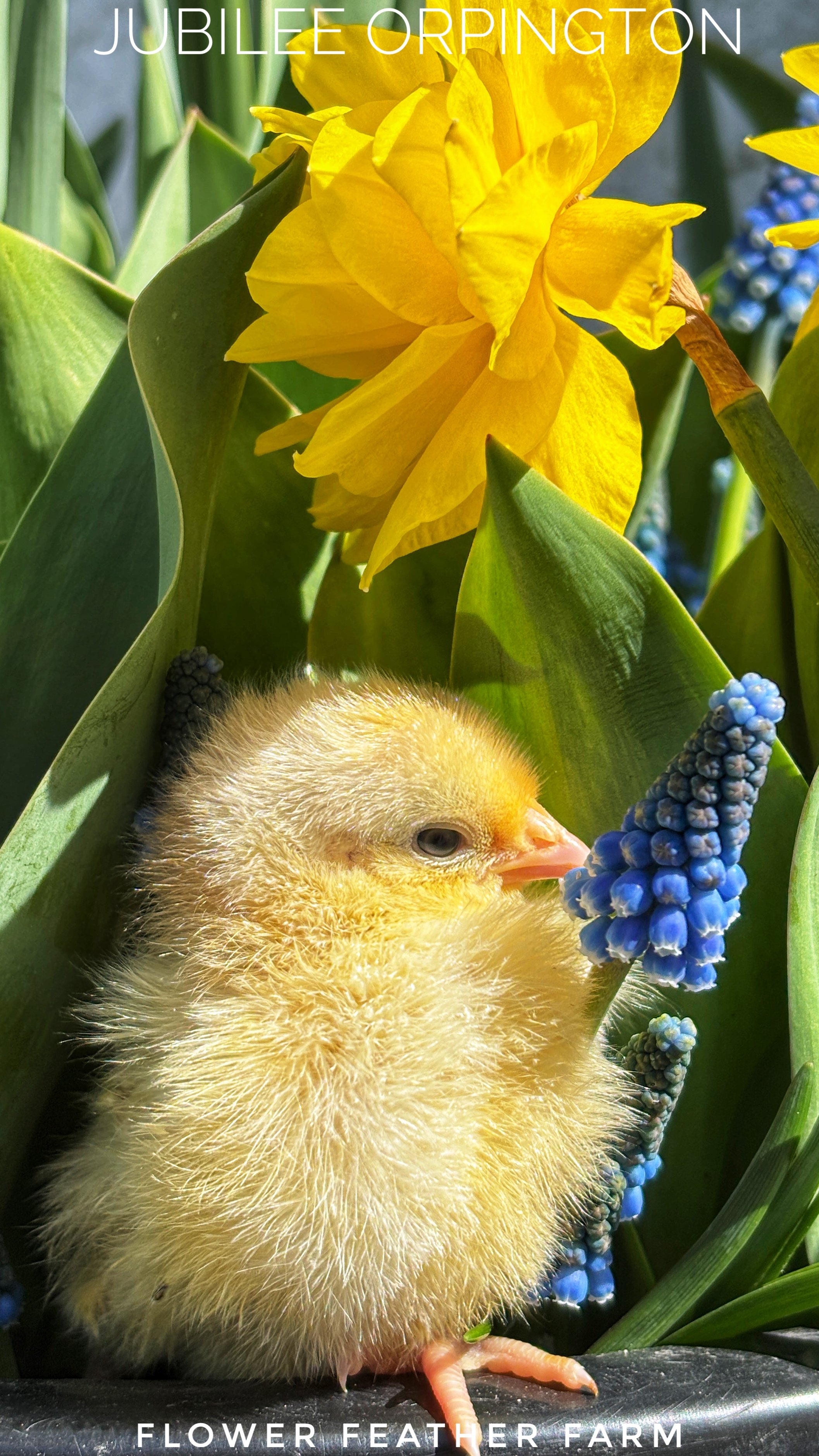 Jubilee Orpington chicks at Flower Feather Farm, chicks & dahlias, a chick hatchery near me, baby chicks for sale near me, jubilee chickens, jubilee orpington for sale, jubilee orpington chicken
