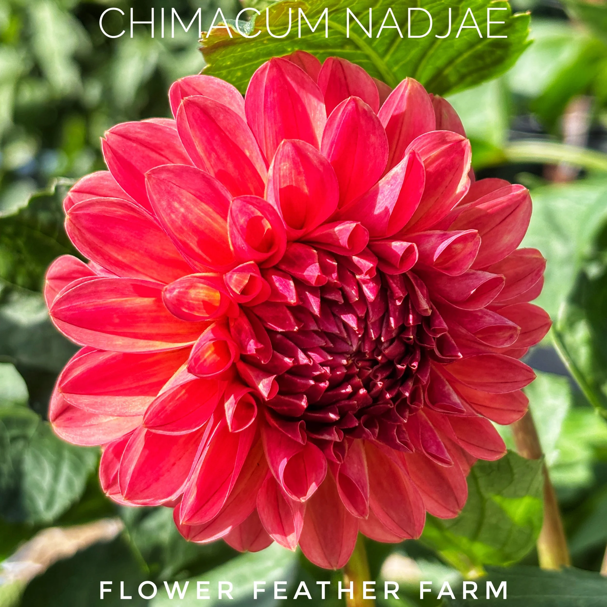 Chimacum Nadjae dahlias from Flower Feather Farm: coral-salmon ball blooms, prolific all summer, and a favorite cut flower for bouquets.