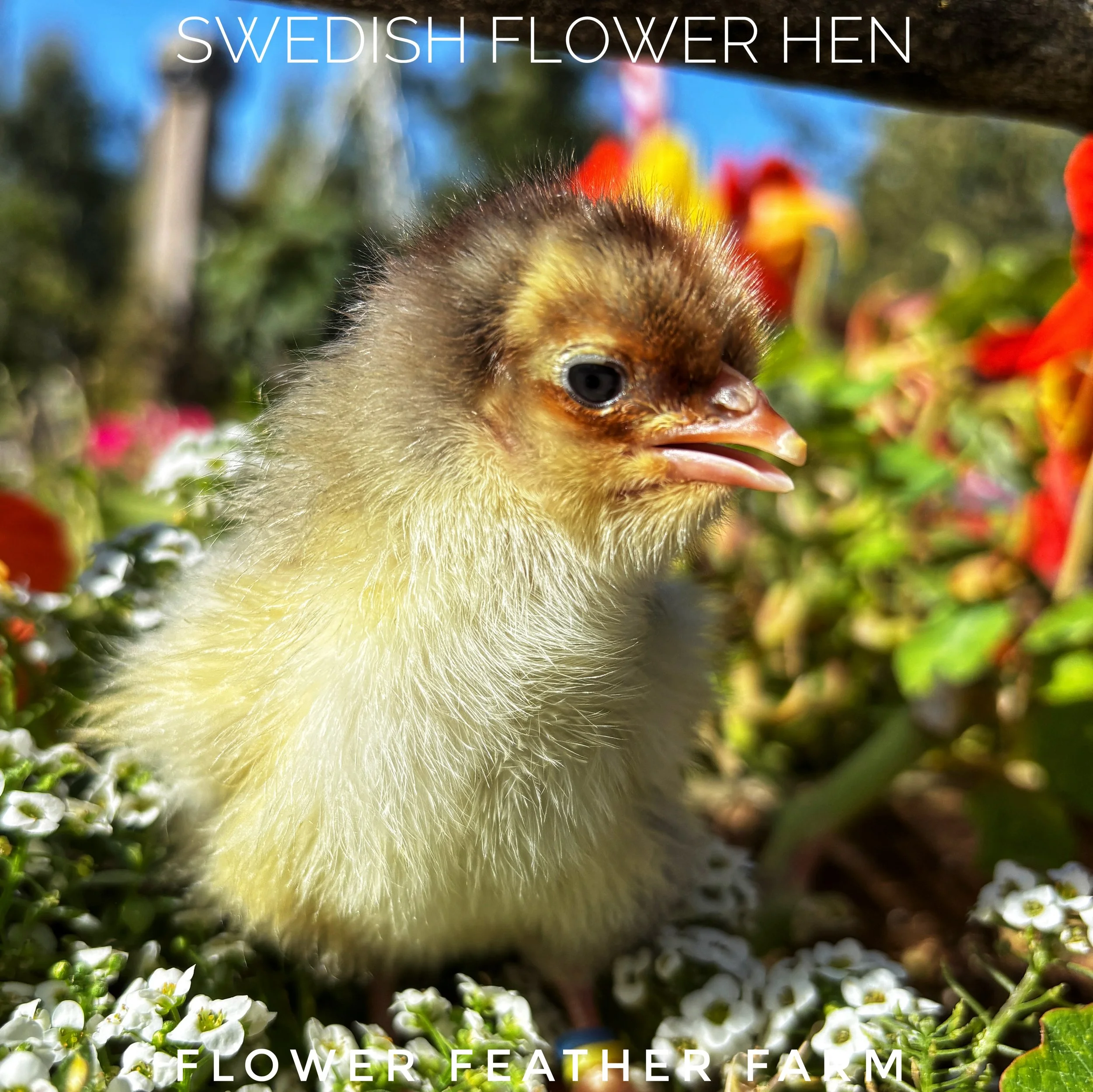 Swedish Flower Hens at Flower Feather Farm, chicks and dahlias, baby chicks for sale near me, chicken breeders near me, chick hatchery near me, chicken hatchery near me, chicken for sale
