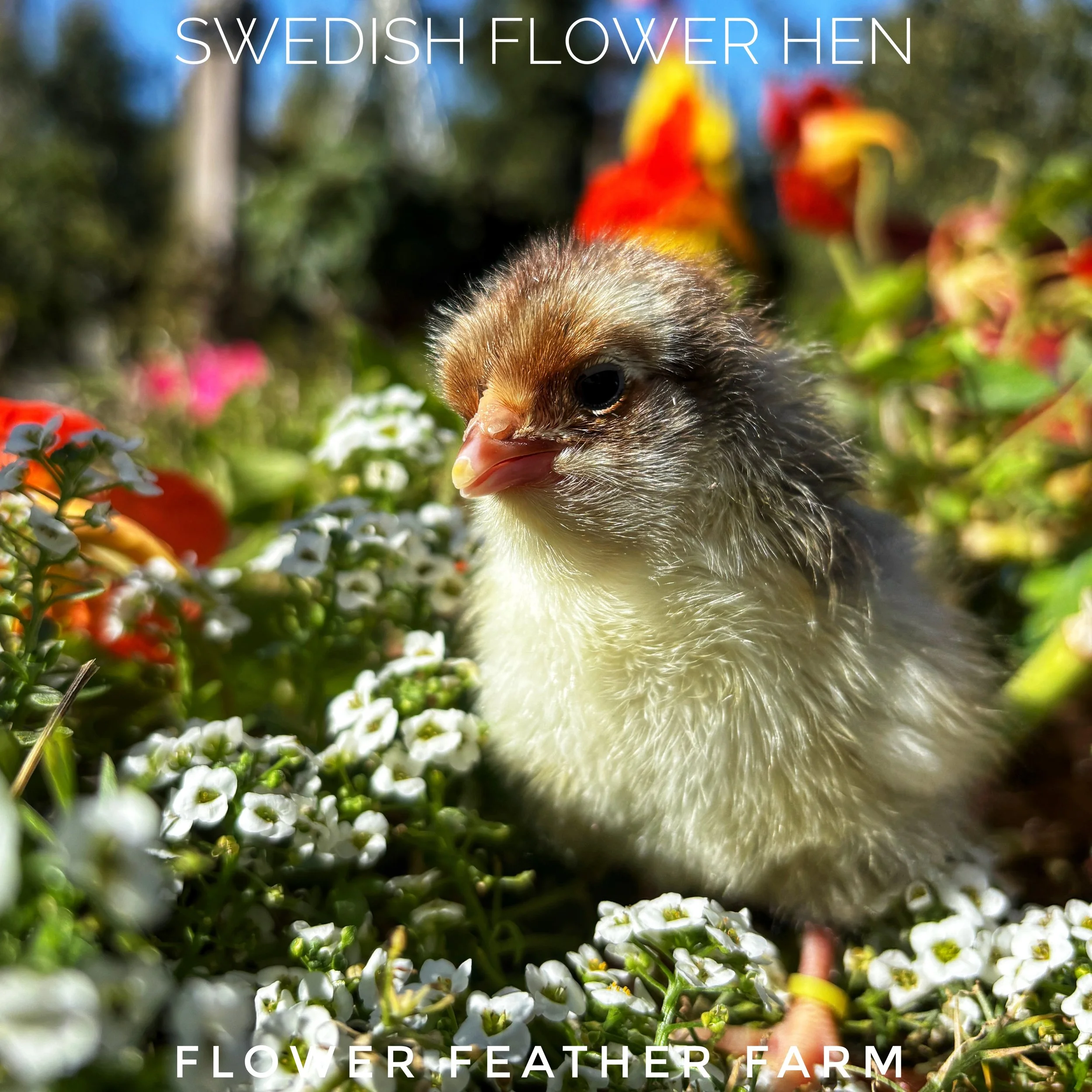 Swedish Flower Hens at Flower Feather Farm, chicks and dahlias, baby chicks for sale near me, chicken breeders near me, chick hatchery near me, chicken hatchery near me, chicken for sale