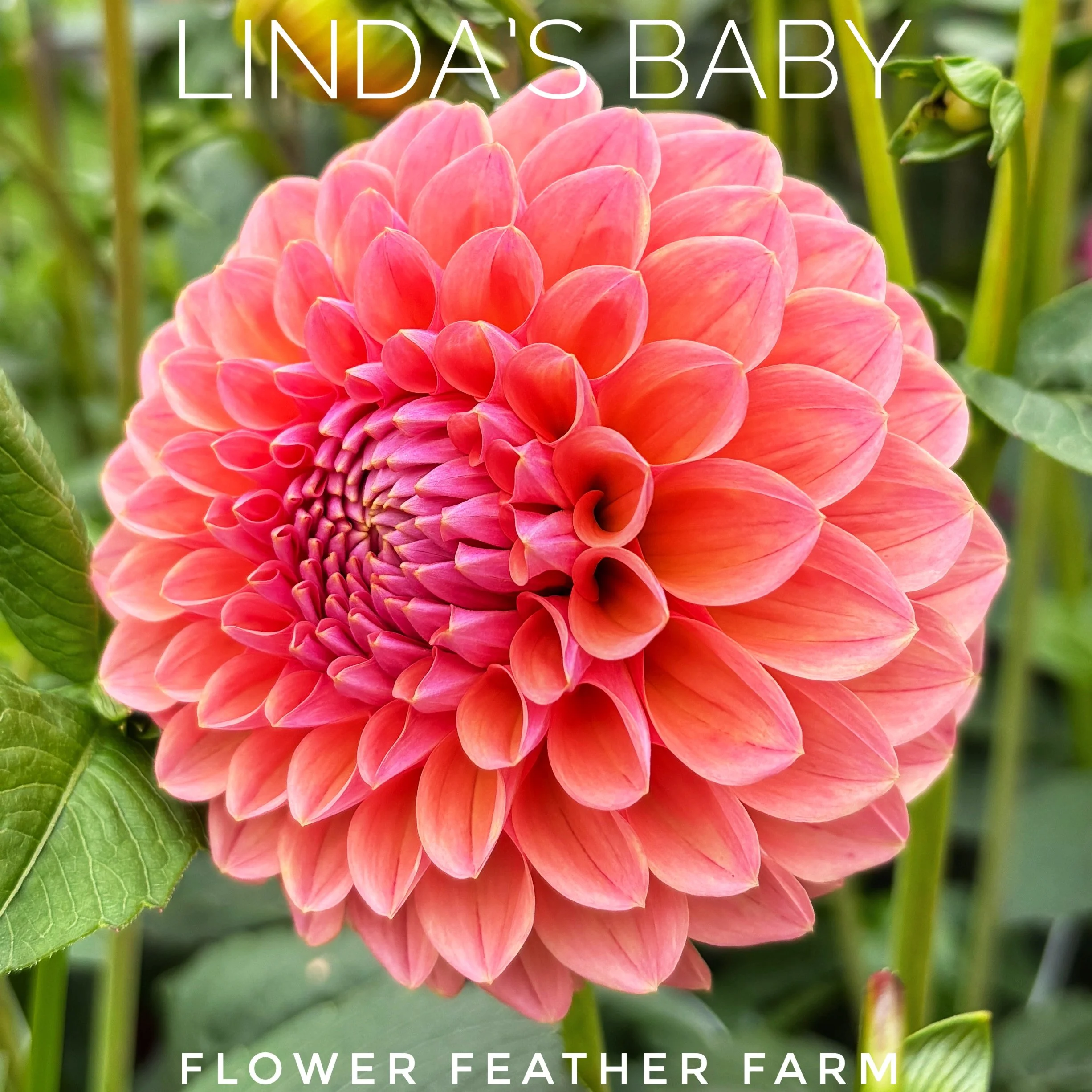 Linda's Baby Dahlia at Flower Feather Farm, chicks & dahlias