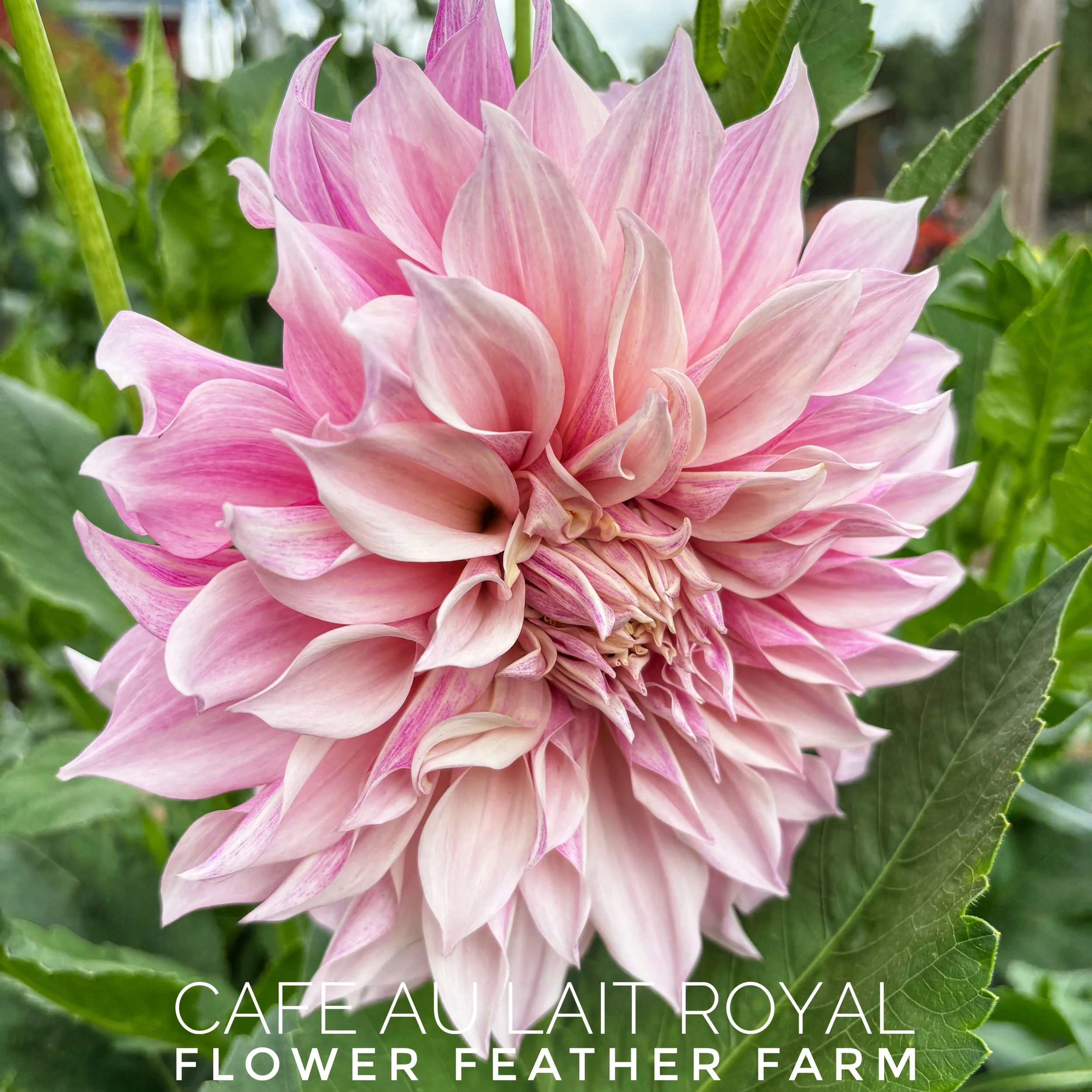 Bring local Pacific Northwest beauty to your backyard. Order Cafe au Lait Royal dahlia tubers online from Flower Feather Farm today.