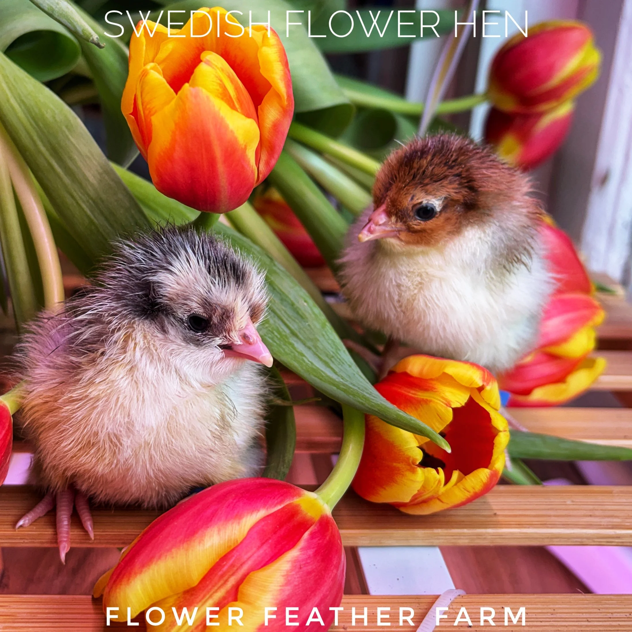 Swedish Flower Hens at Flower Feather Farm, chicks and dahlias, baby chicks for sale near me, chicken breeders near me, chick hatchery near me, chicken hatchery near me, chicken for sale