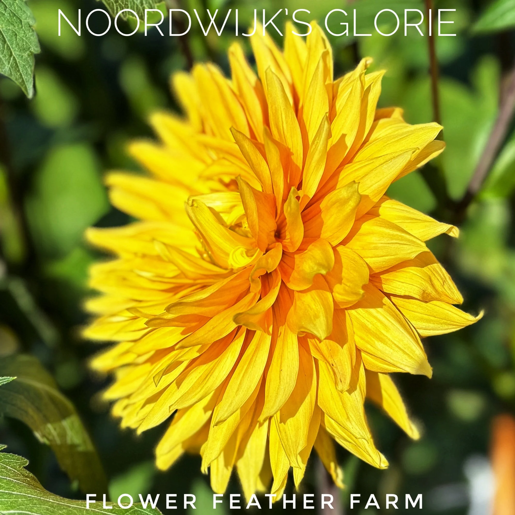 Noordwijk's Glorie Dahlias at Flower Feather Farm, chicks & dahlias, a Washington State Dahlia farm -- dahlia grower near me