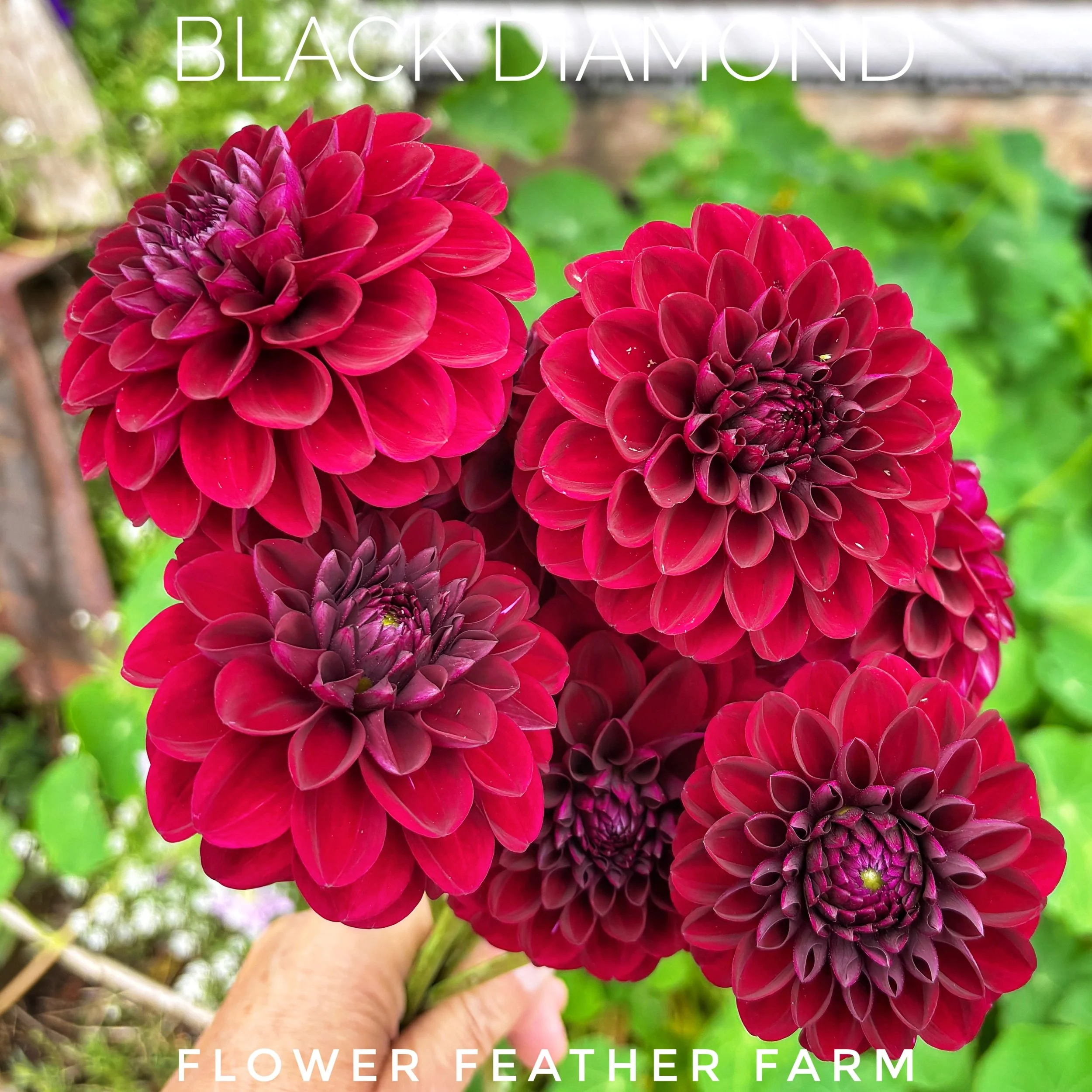 Black Diamond dahlia tubers from Flower Feather Farm grow into productive plants with dramatic dark blooms perfect for cutting and display.
