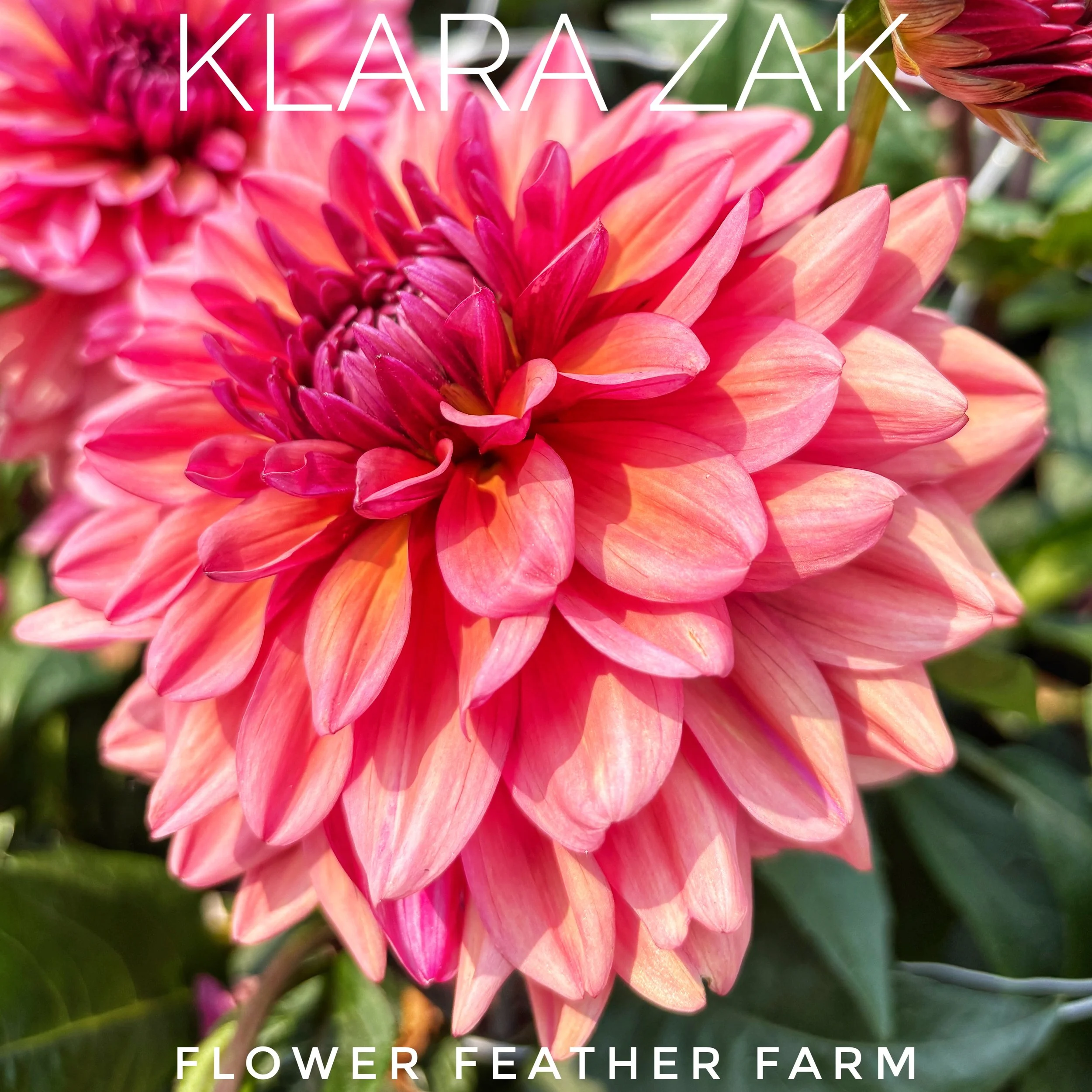 Klara Zak dahlia tubers, available now at Flower Feather Farm. Sustainably grown and hand-selected for vigorous, garden-ready plants.