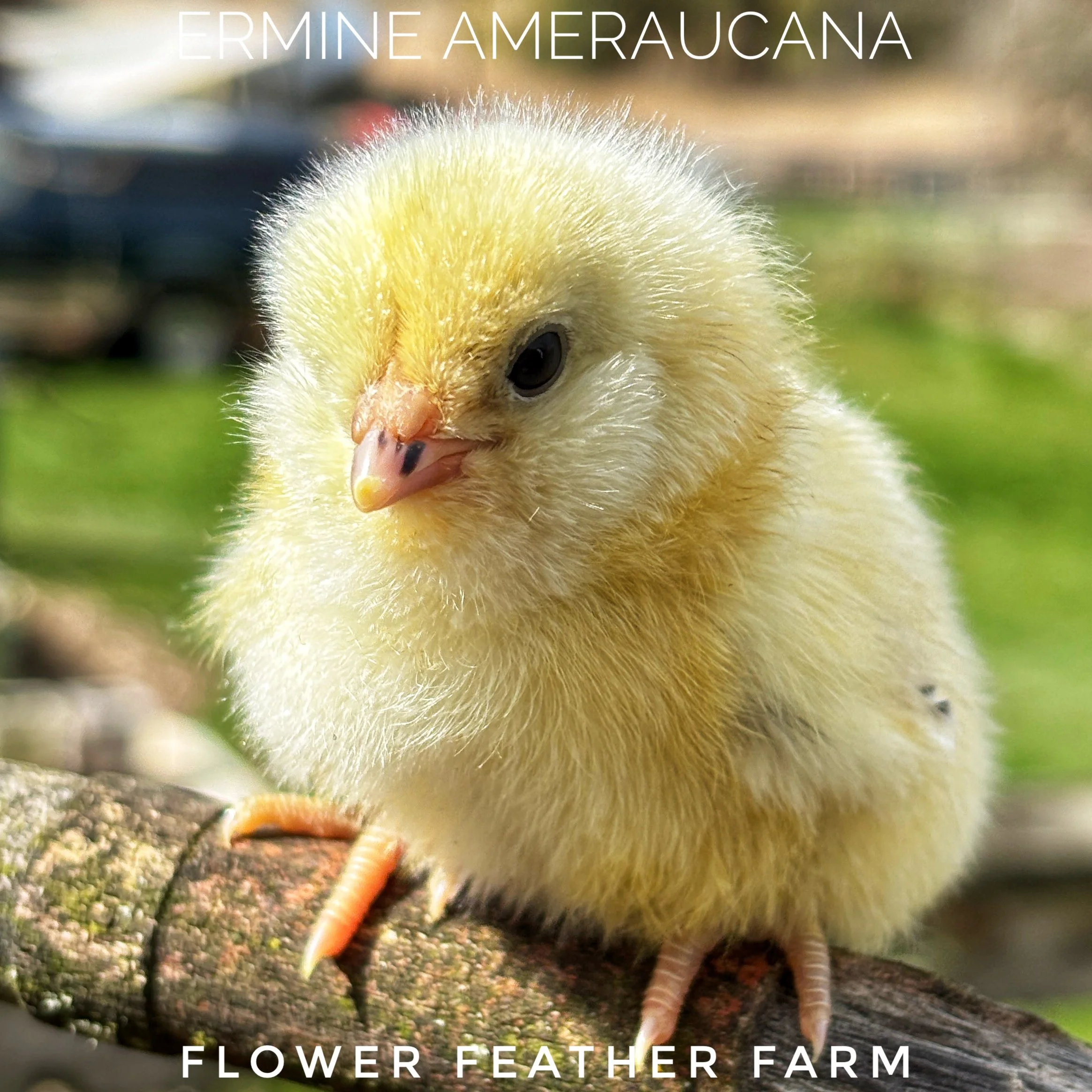 Ermine Ameraucana at Flower Feather Farm, chicks & dahlias, a chick hatchery nearby, chicks for sale