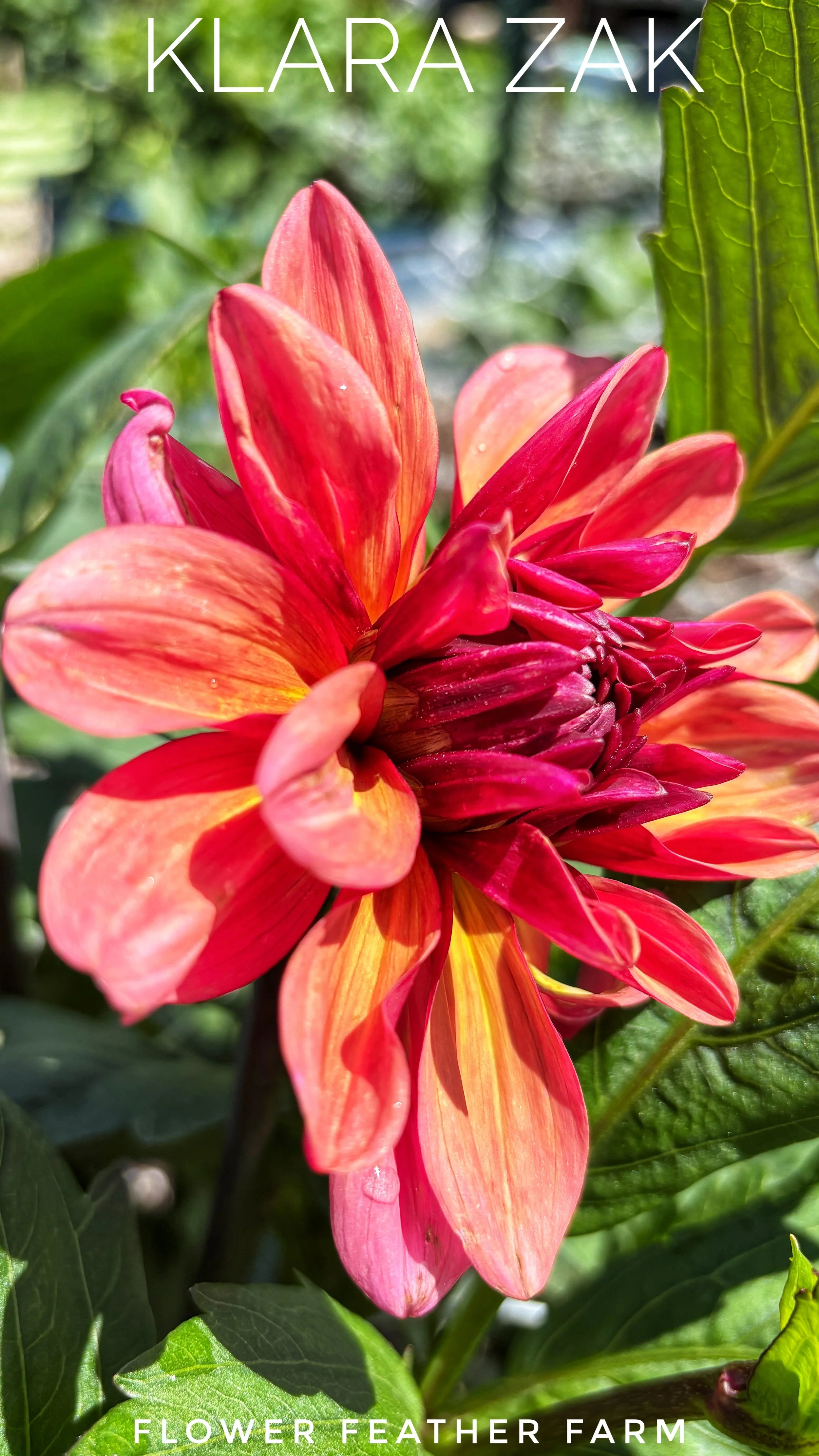 Klara Zak Dahlia at Flower Feather Farm, chicks & dahlias
