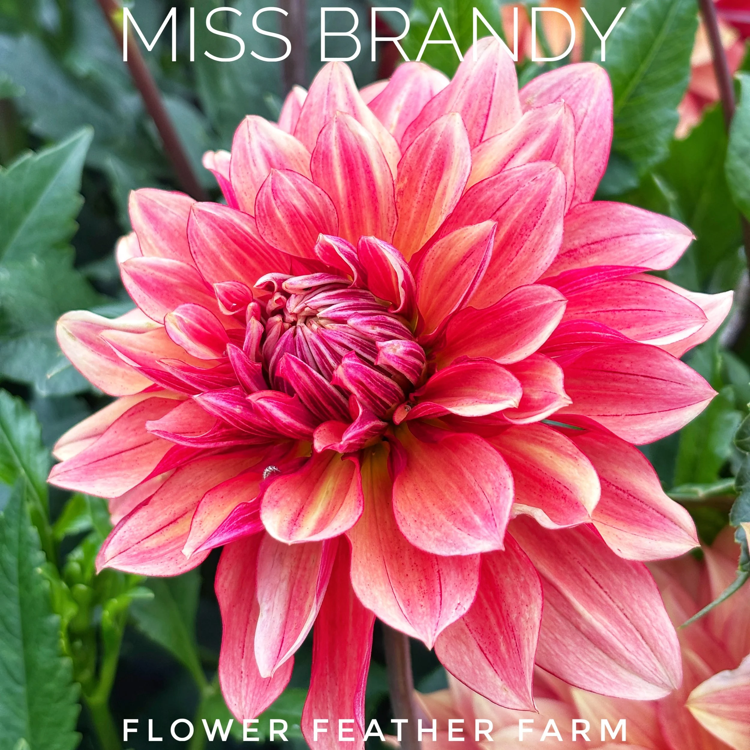 Miss Brandy dahlia tubers deliver soft, painterly blooms that elevate every bouquet. Find them at Flower Feather Farm.