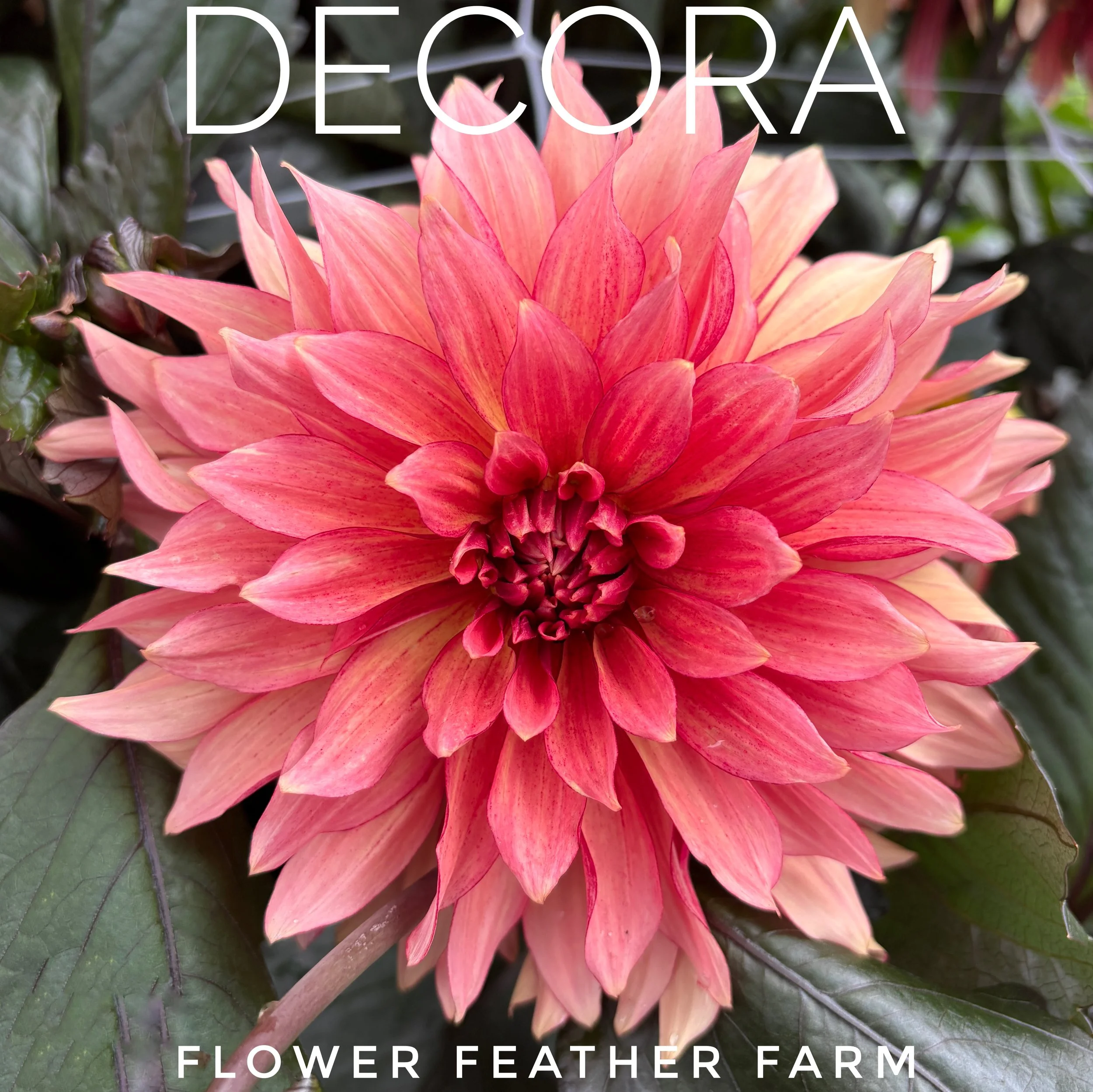 Order your Decora dahlia tubers today from Flower Feather Farm. Secure healthy, farm-fresh tubers for a continuous, vibrant summer flower display.