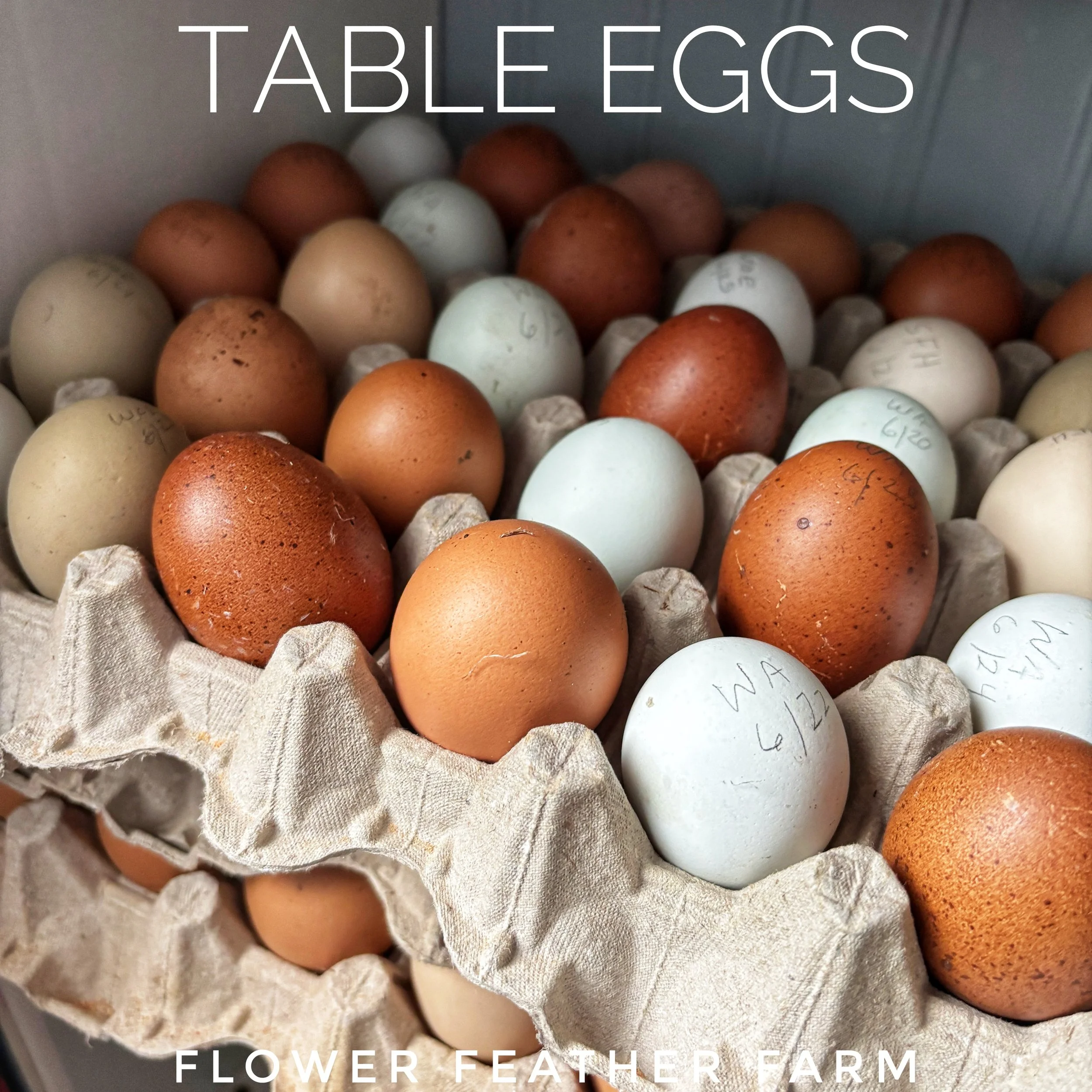 Table Eggs 26-01.jpg