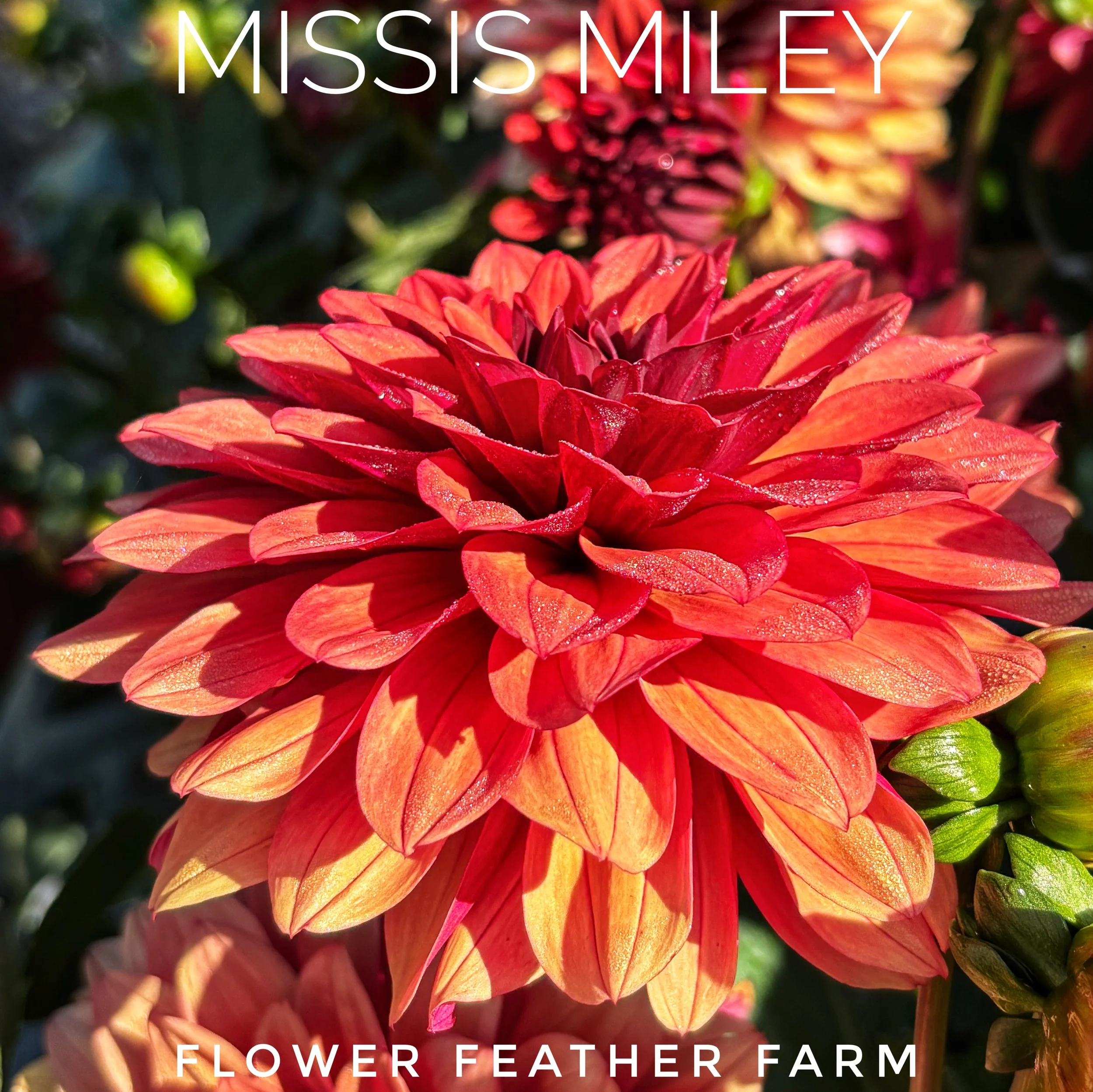 Missis Miley Dahlia Tuber M40