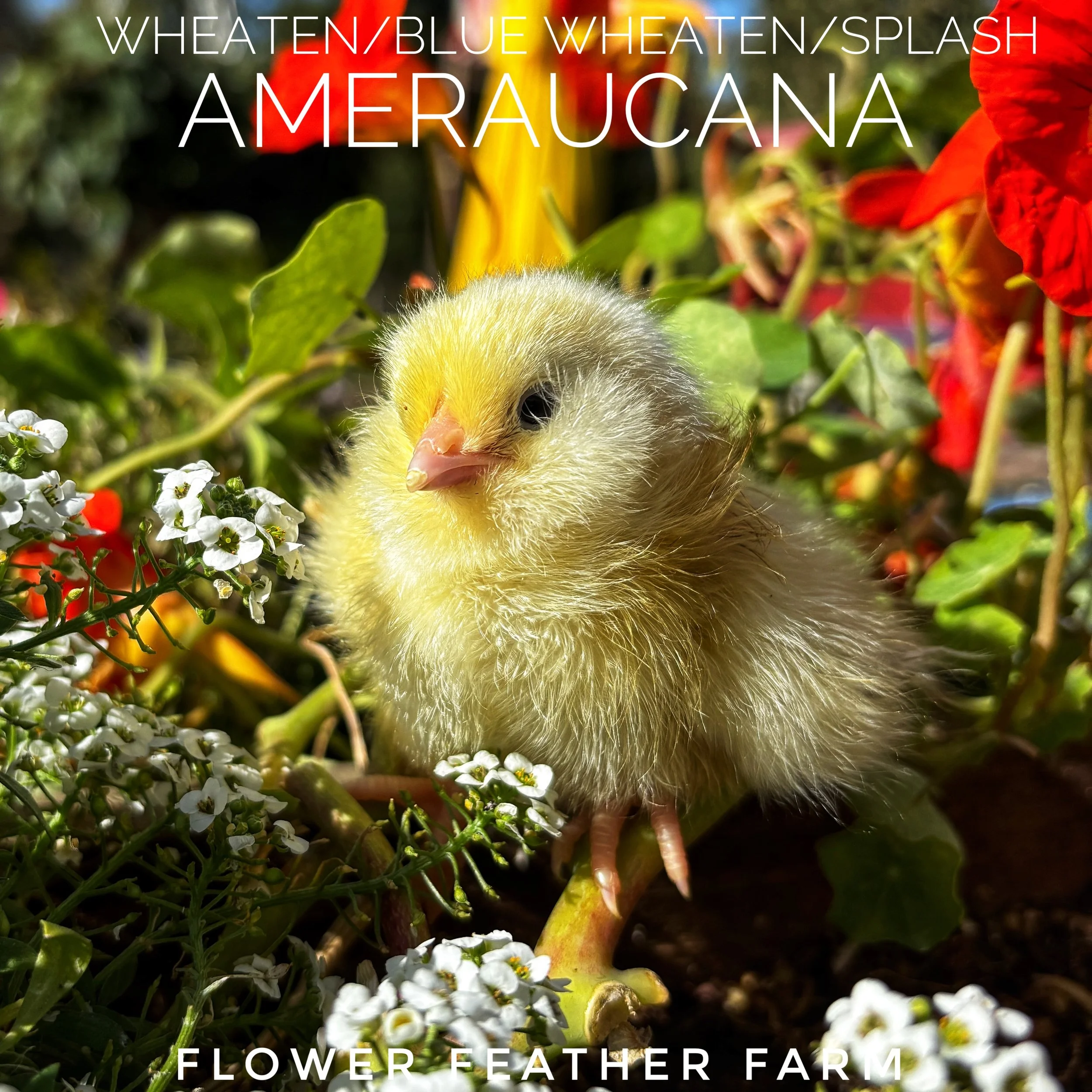 Wheaten/Blue Wheaten/Splash Ameraucana Chicks at Flower Feather Farms, Chicks and Dahlias, baby chicks for sale near me, chickens for sale near me, ameraucana chicks for sale
