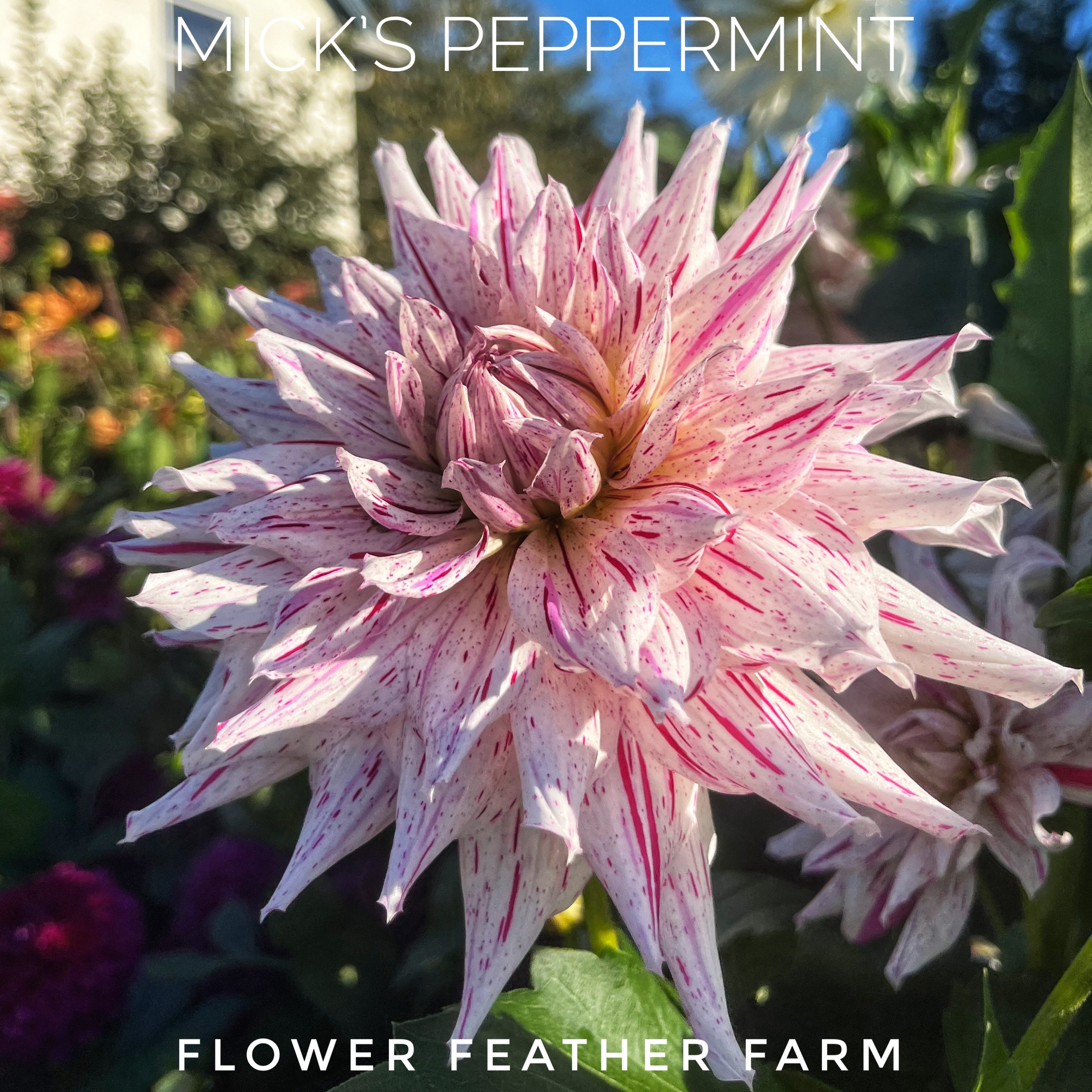 Mick's Peppermint Dahlias at Flower Feather Farm, Specialty Chicks and Dahlia Tubers, a Washington State Dahlia farm -- dahlia grower near me