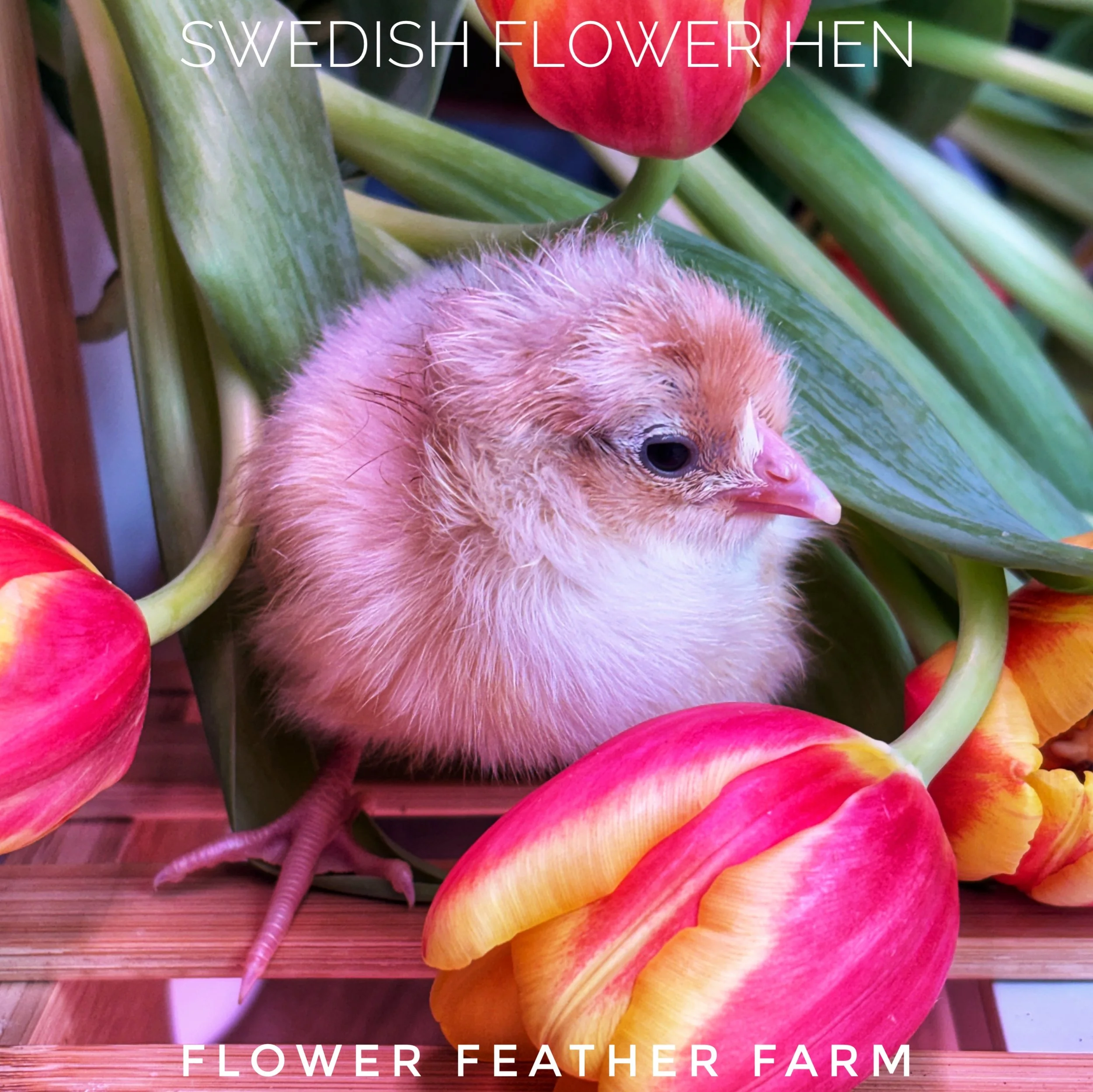 Swedish Flower Hens at Flower Feather Farm, chicks and dahlias, baby chicks for sale near me, chicken breeders near me, chick hatchery near me, chicken hatchery near me, chicken for sale