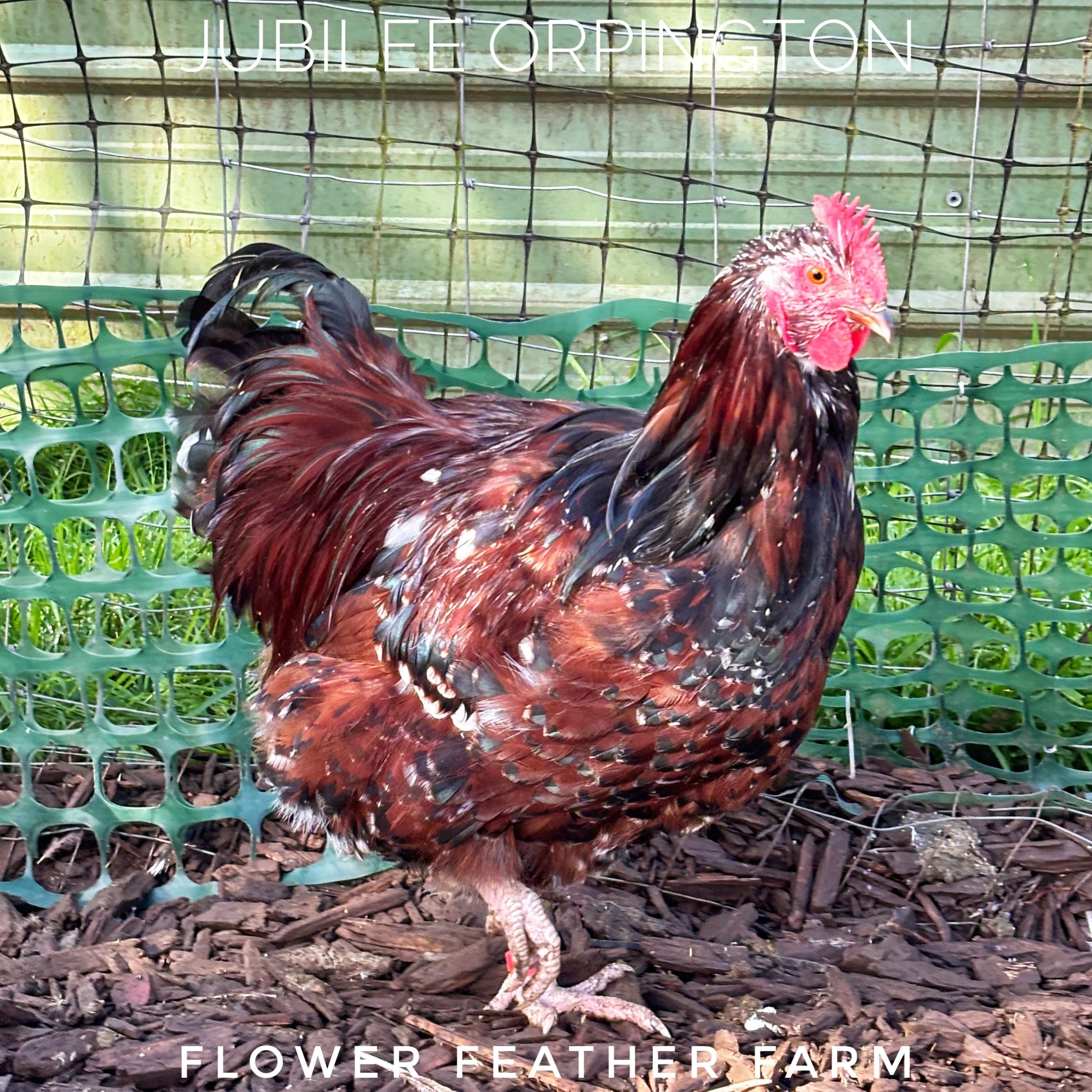 Jubilee Orpington cockerel from Lennet Bernard hatching eggs at Flower Feather Farm, chicks & dahlias